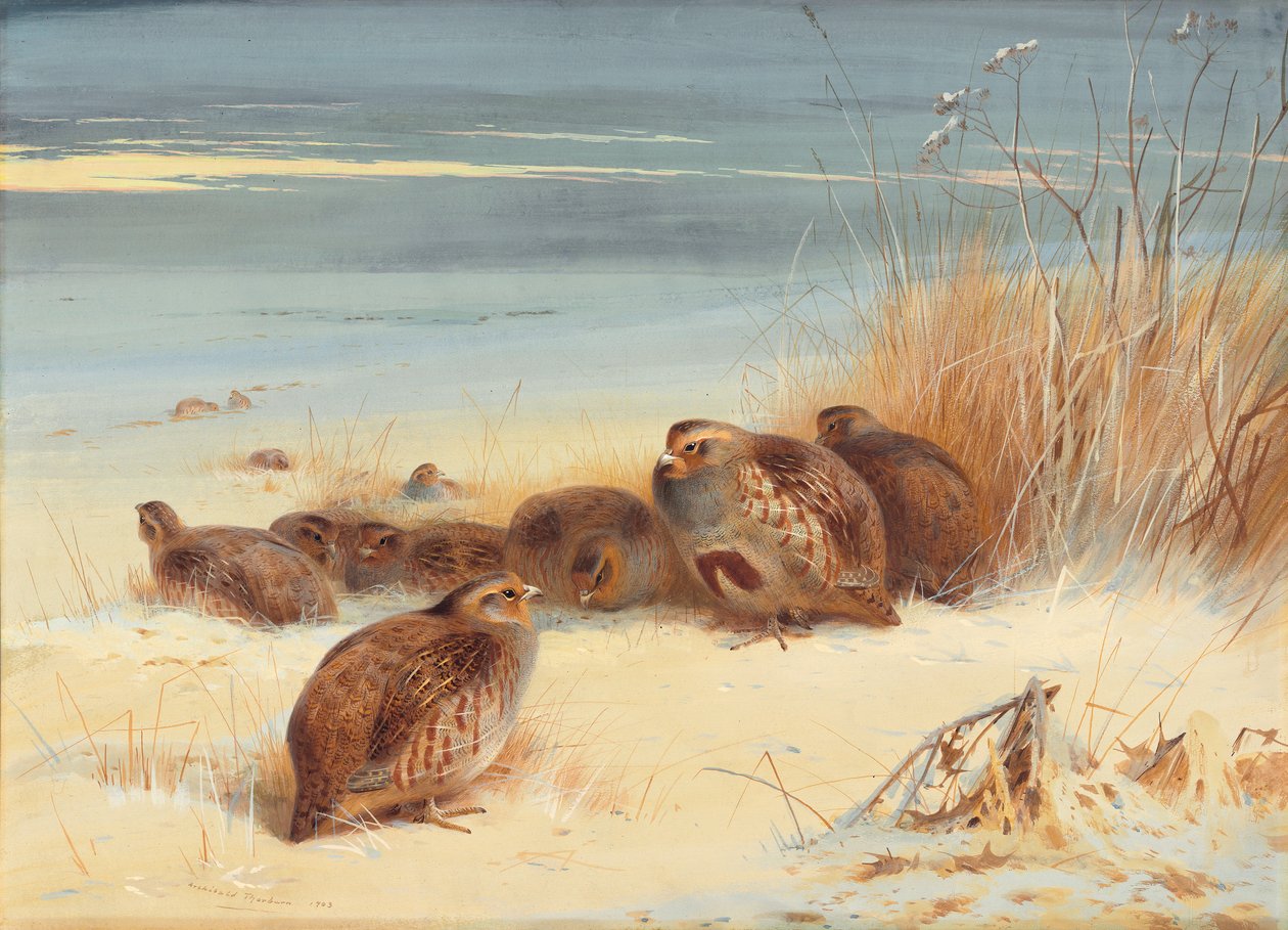 Partridge egy fagyos reggelen alkotó: Archibald Thorburn