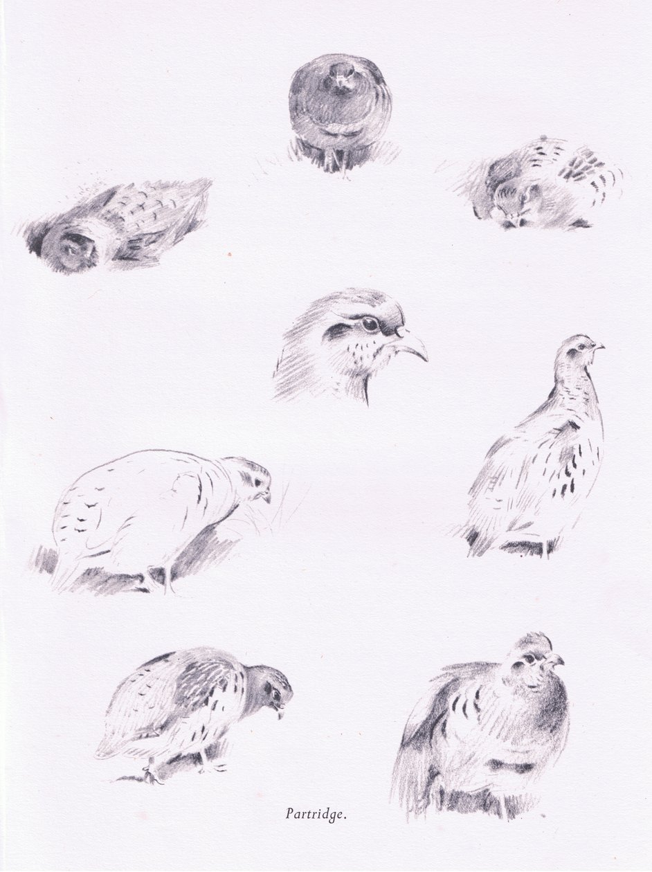 Partridges, 1938 alkotó: Archibald Thorburn