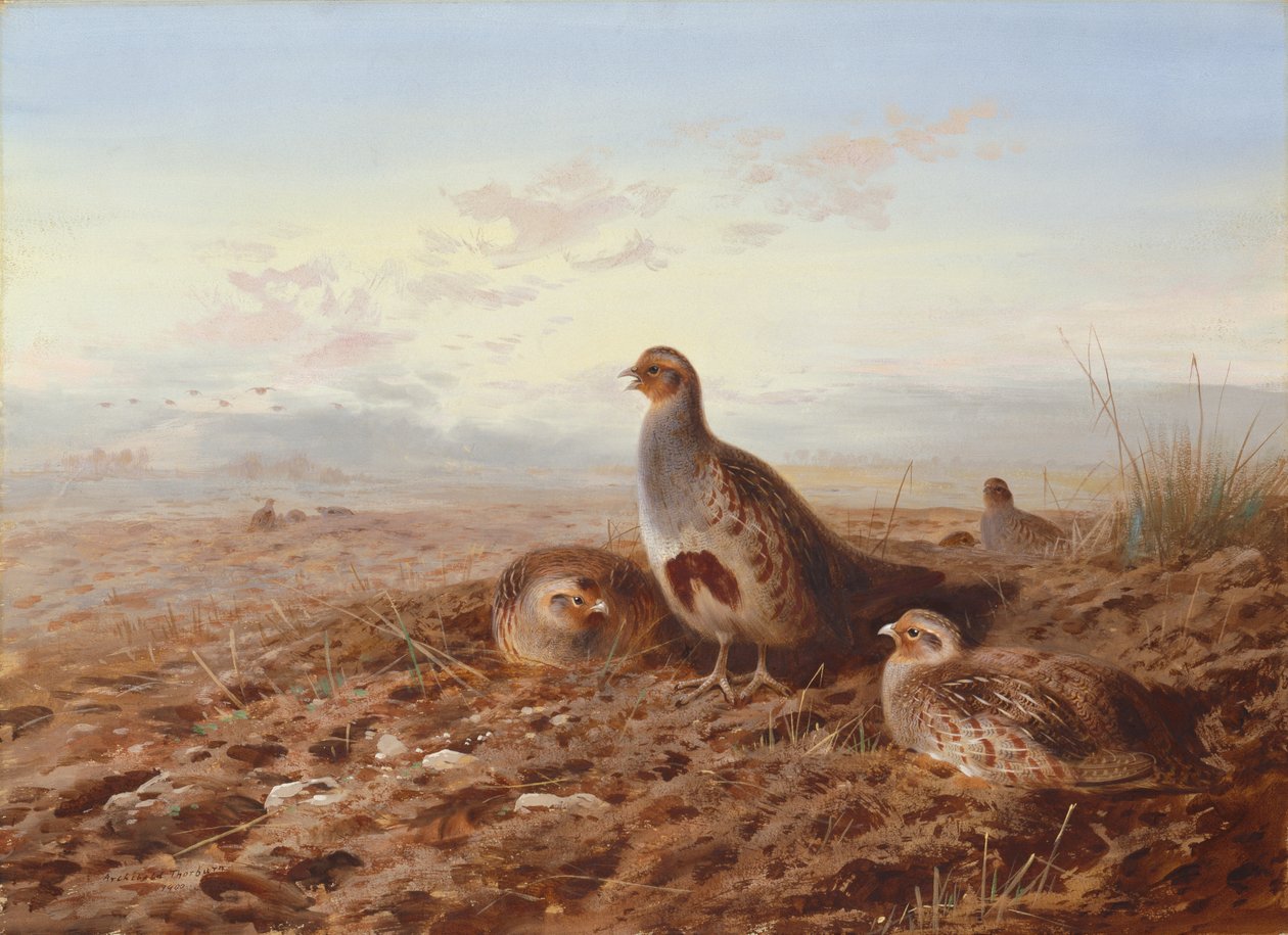 Partridges a tarló között alkotó: Archibald Thorburn