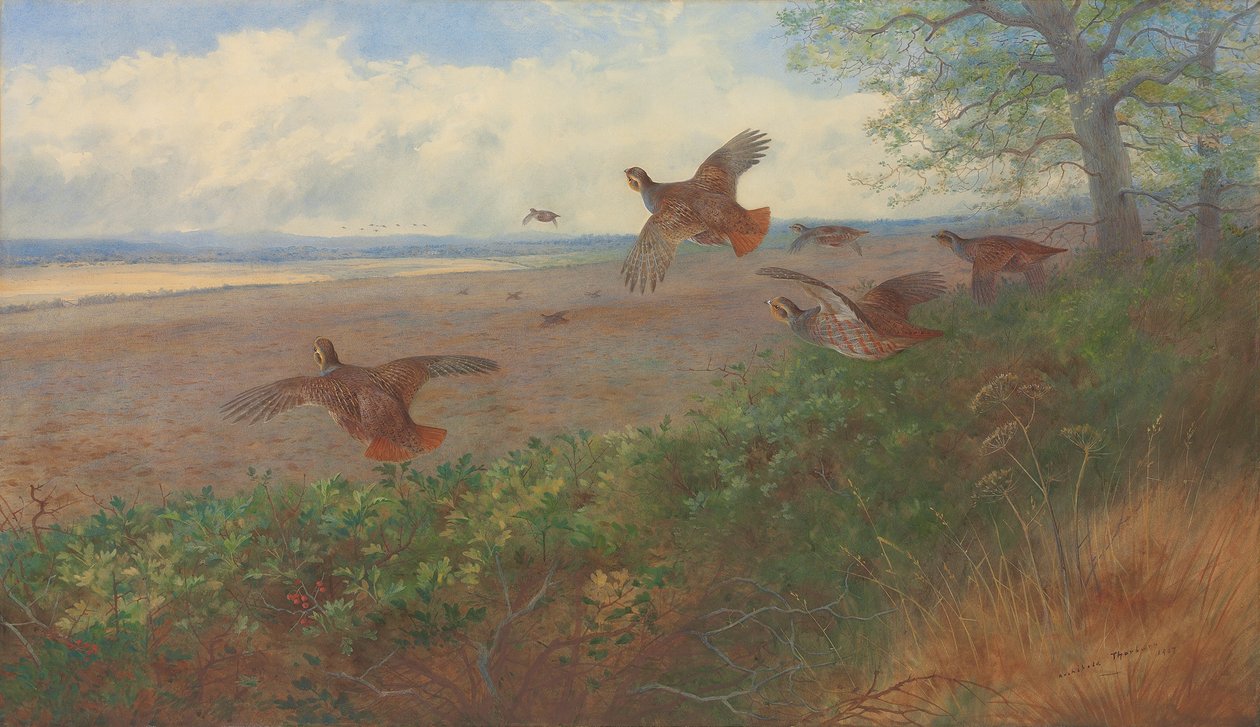 Repülő fogoly alkotó: Archibald Thorburn