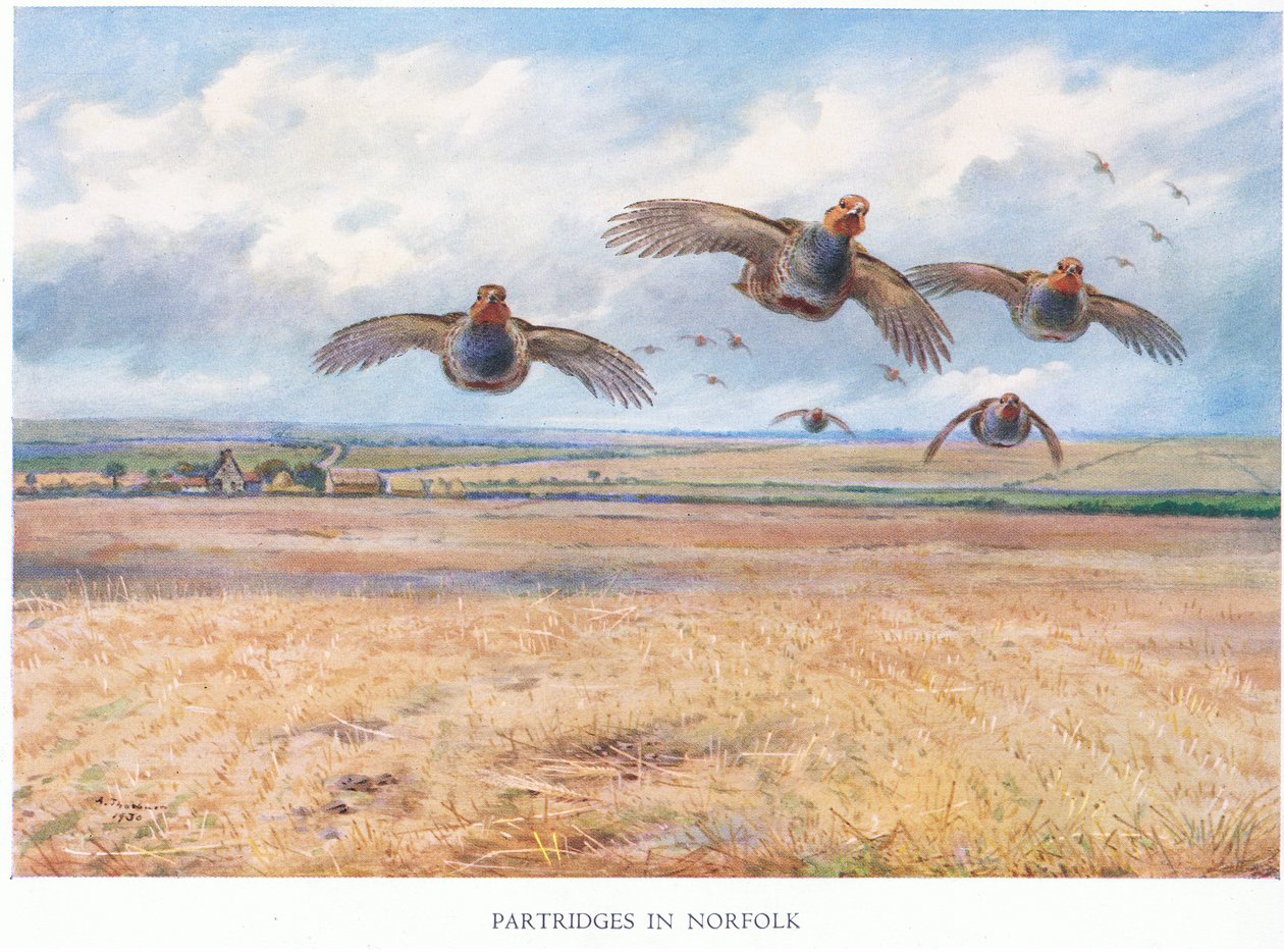 Fogolyok Norfolkban, 1938 alkotó: Archibald Thorburn