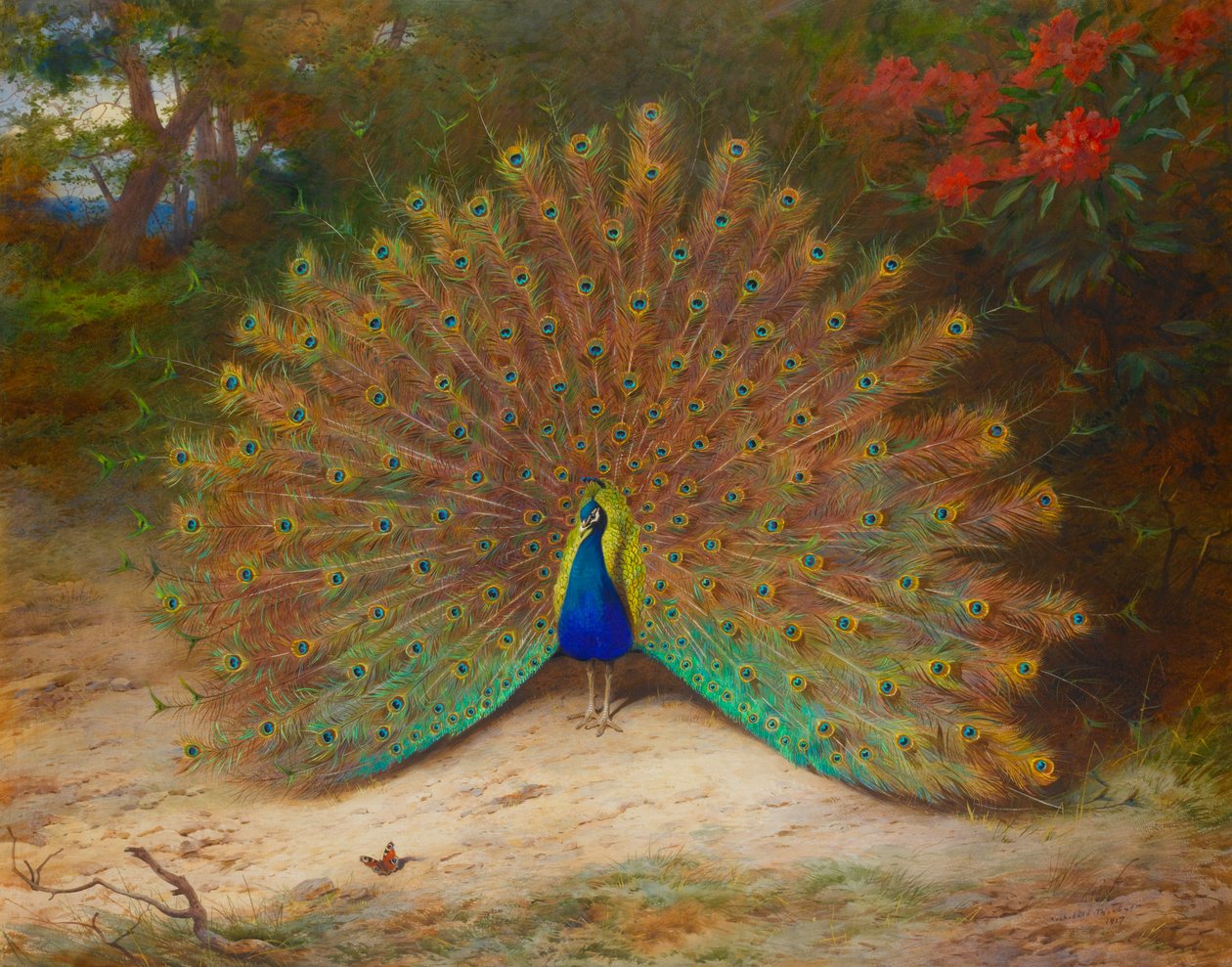 Páva és páva pillangó alkotó: Archibald Thorburn