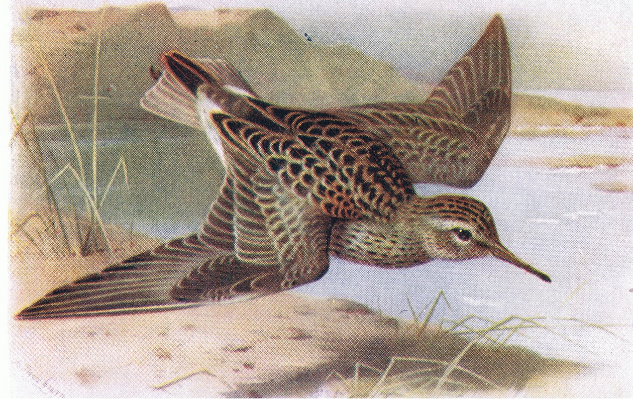 Pectoral Sandpiper, a Brit-szigetek madaraiból és tojásaikból, kiadó: Frederick Warne & Co Ltd, 1958 alkotó: Archibald Thorburn