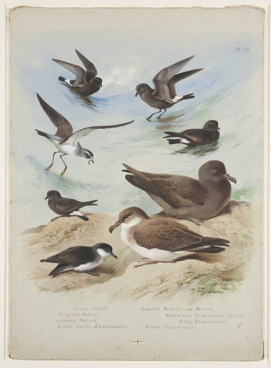 Petrels, 1915 körül (akvarell és testfesték ceruzával, papíron) alkotó: Archibald Thorburn