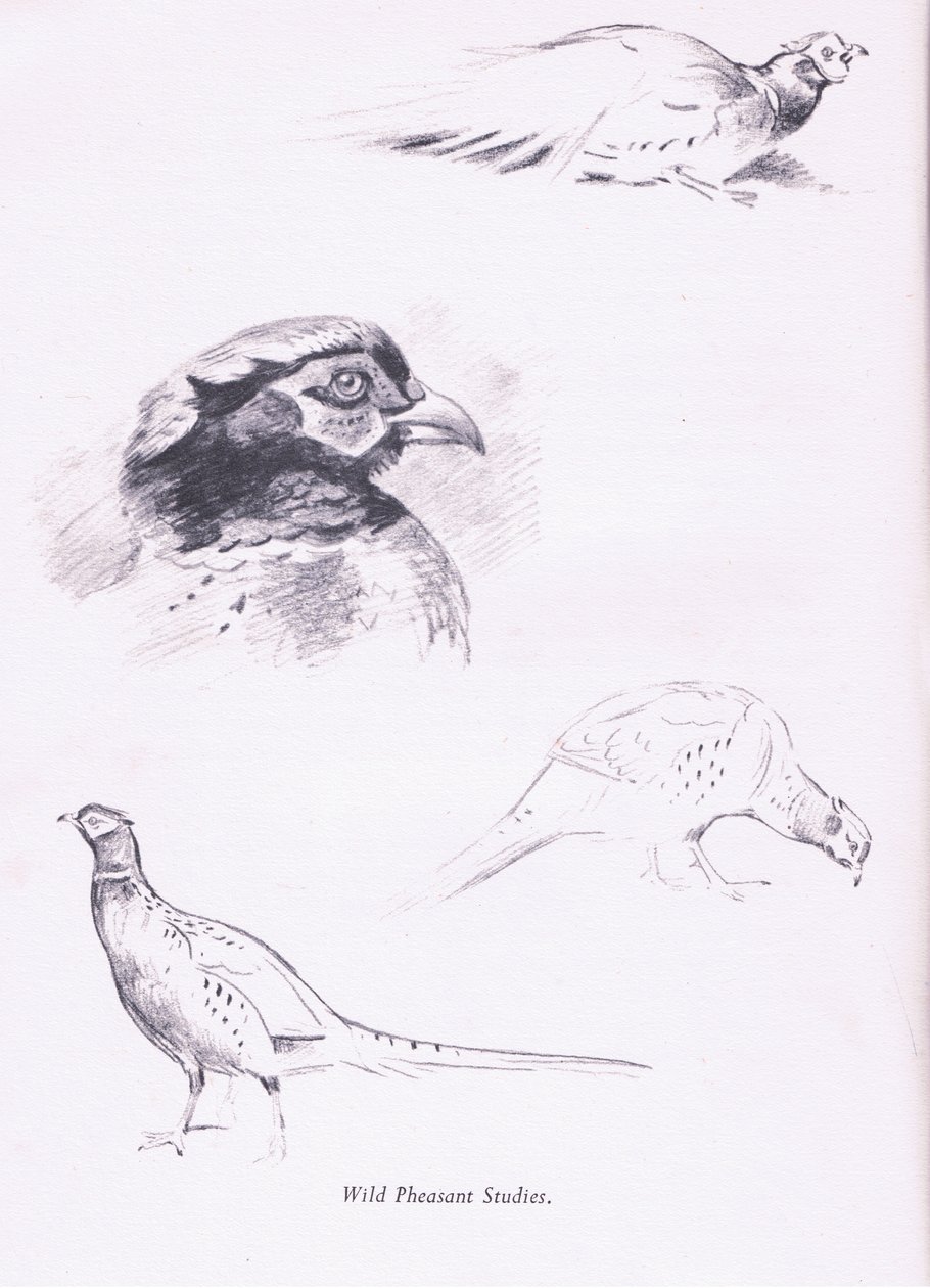 Fácánok, 1938 alkotó: Archibald Thorburn