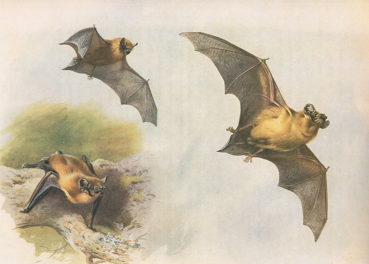 Pipistrelle vagy Common Bat, a Thorburns Mammalsból, amelyet a Longmans and Co adott ki, c. 1920 alkotó: Archibald Thorburn
