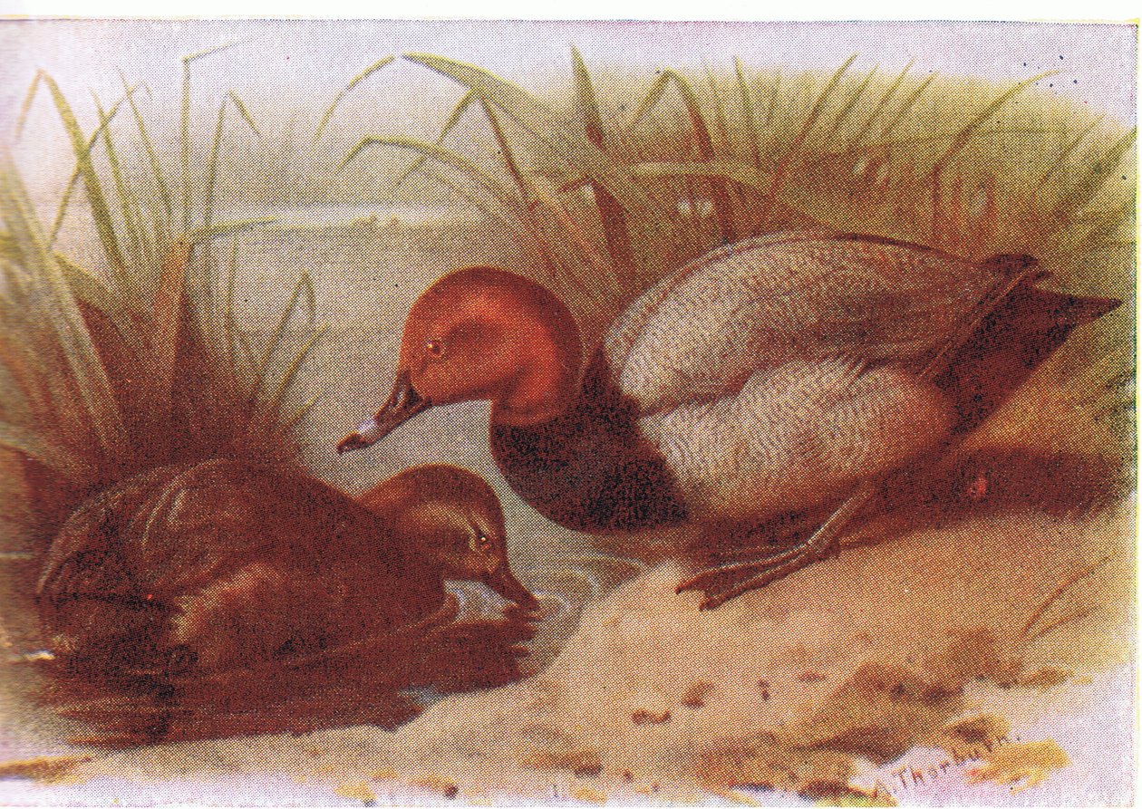 Pochard alkotó: Archibald Thorburn