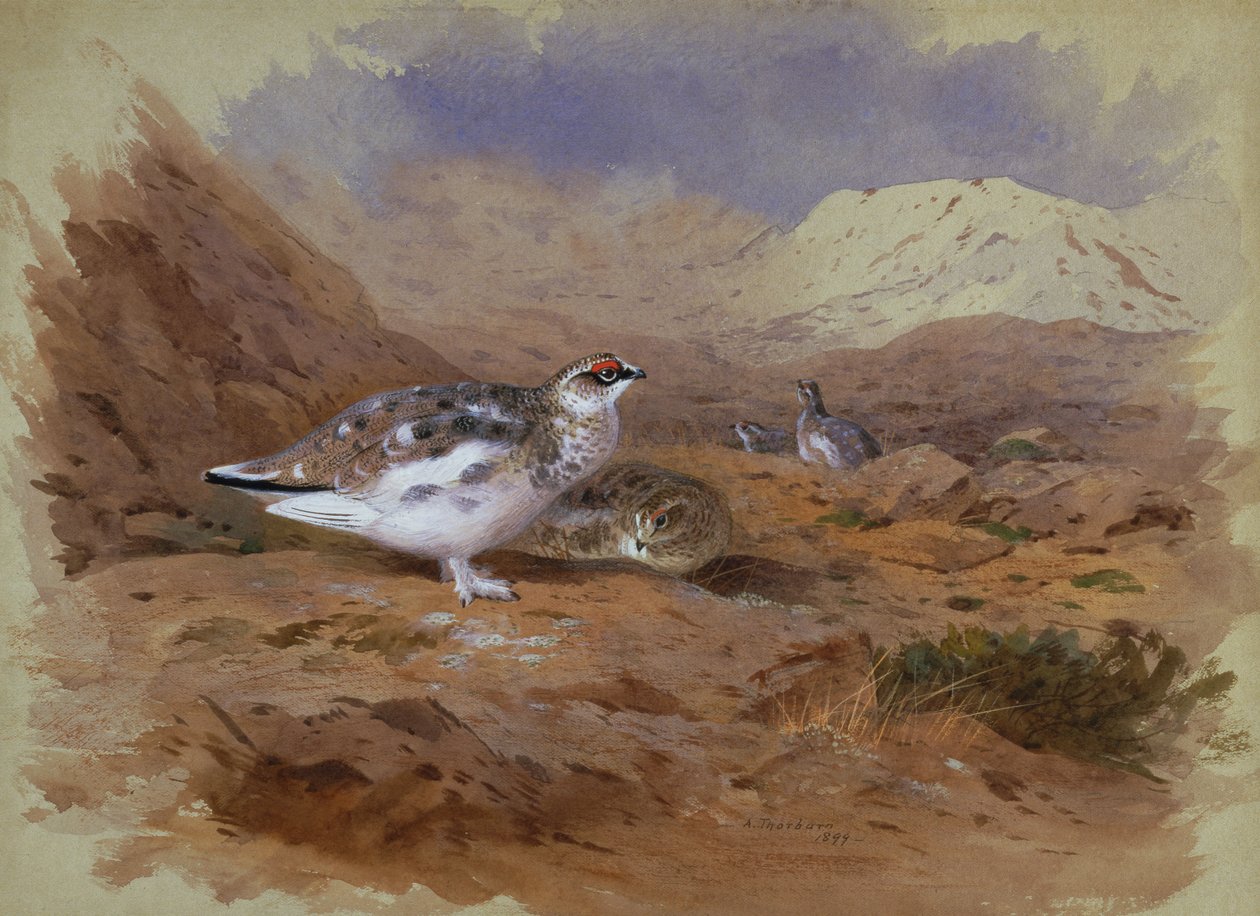 Ptarmigan felvidéki tájban (akvarell) alkotó: Archibald Thorburn