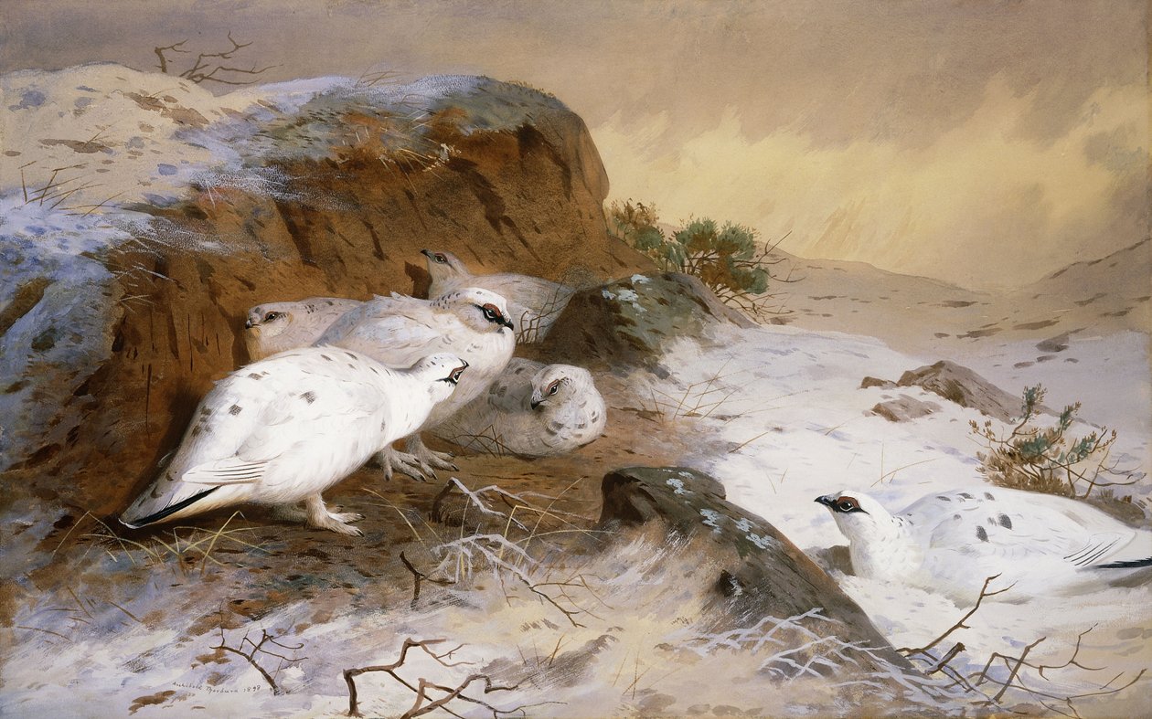 Ptarmigan a hóban alkotó: Archibald Thorburn
