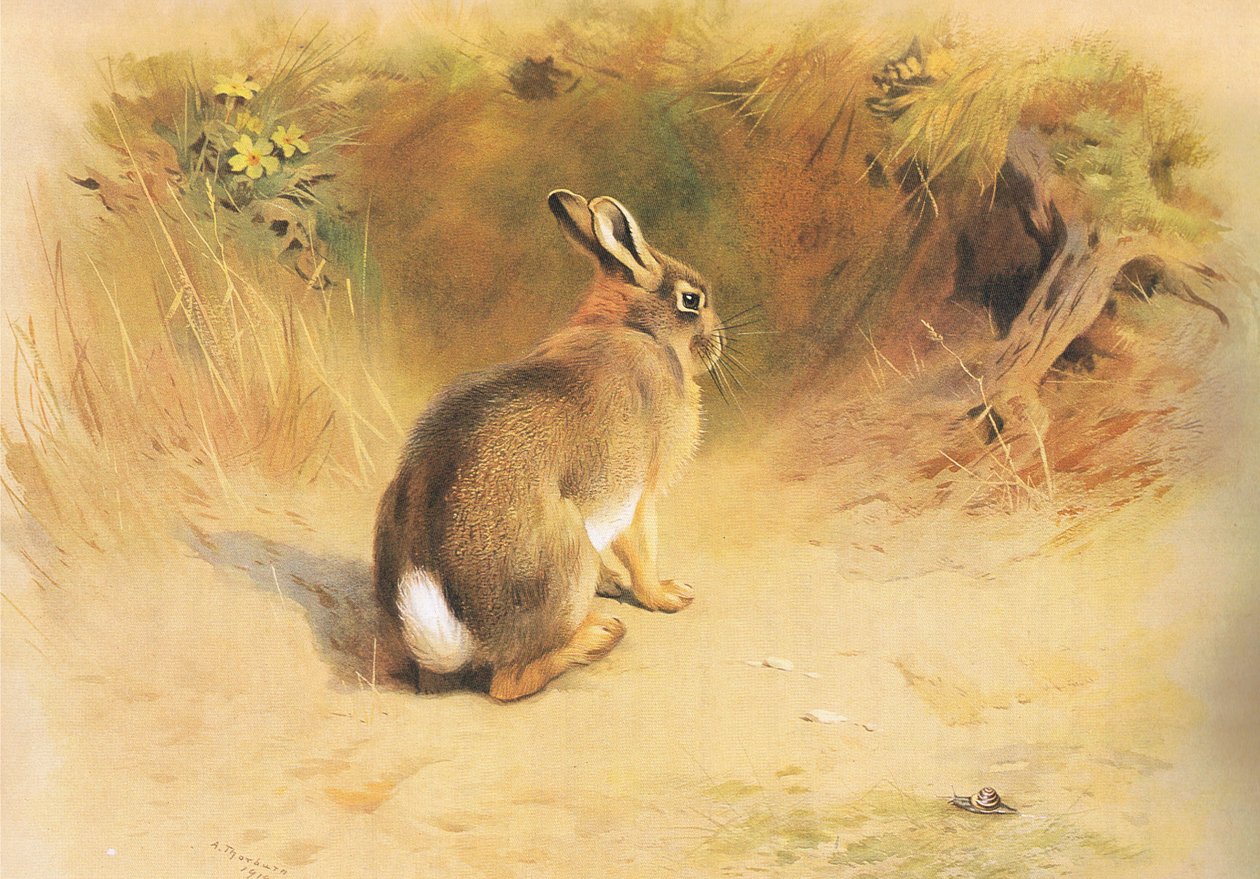 Rabbit, a Thorburns Mammalsból, amelyet a Longmans and Co adott ki, c. 1920 alkotó: Archibald Thorburn