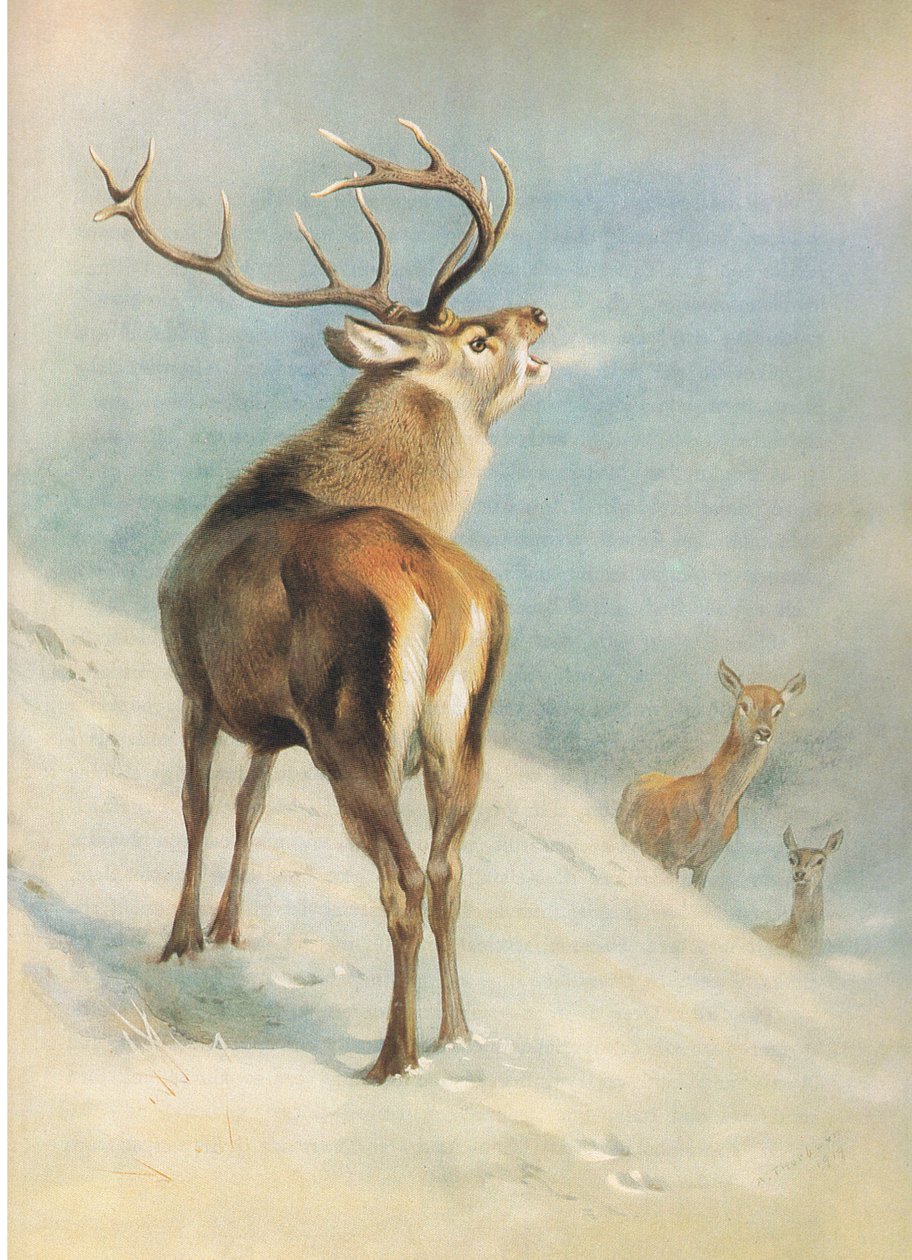 Red Deer, Thorburn