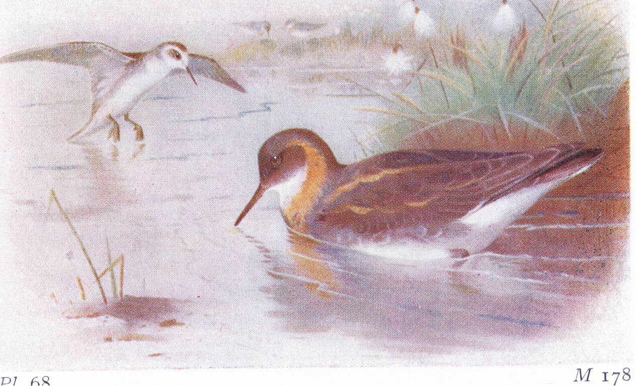 Red Necked Phalarope (nyár és ősz), a Brit-szigetek madarai és tojásaiból, a Frederick Warne & Co Ltd, 1958 alkotó: Archibald Thorburn