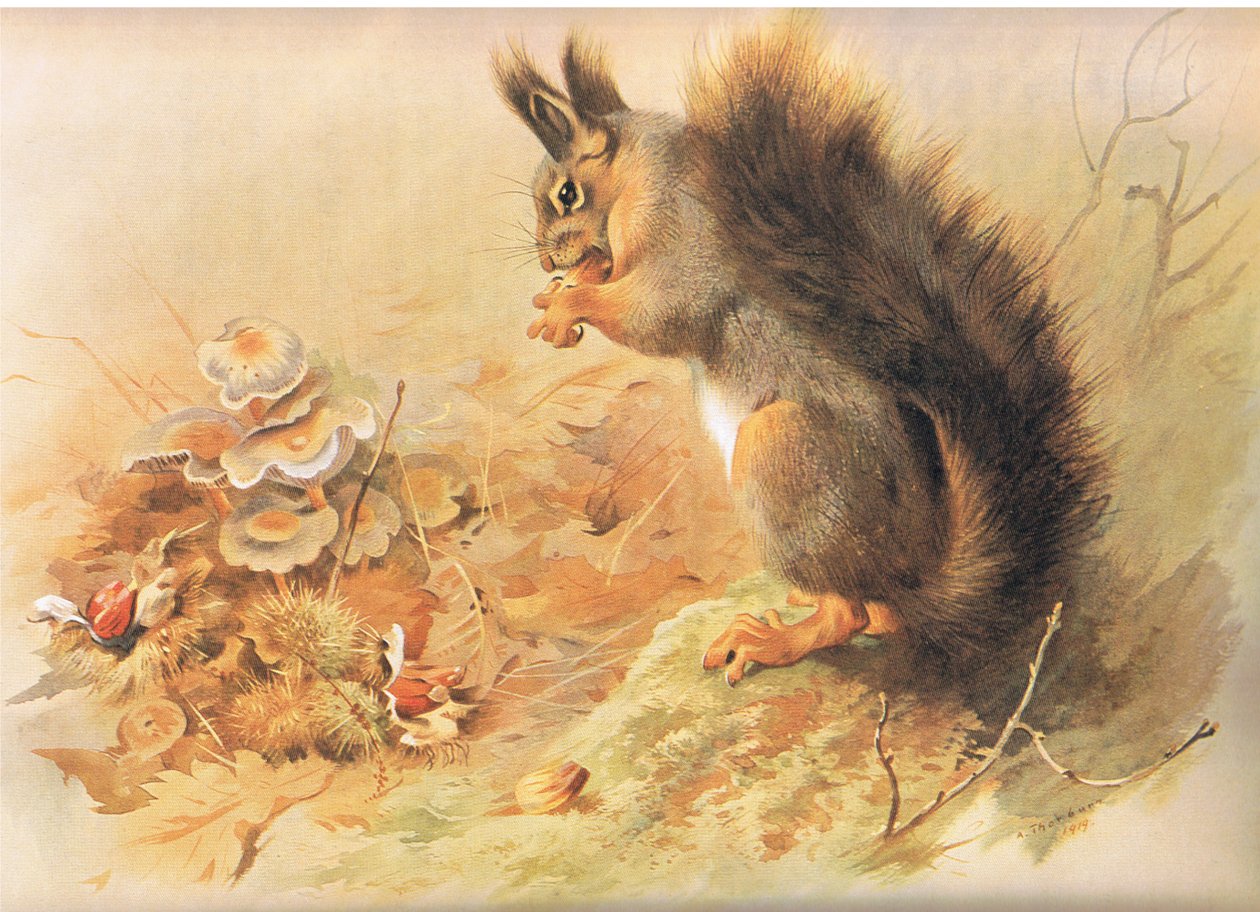 Red Squirrel, Thorburn