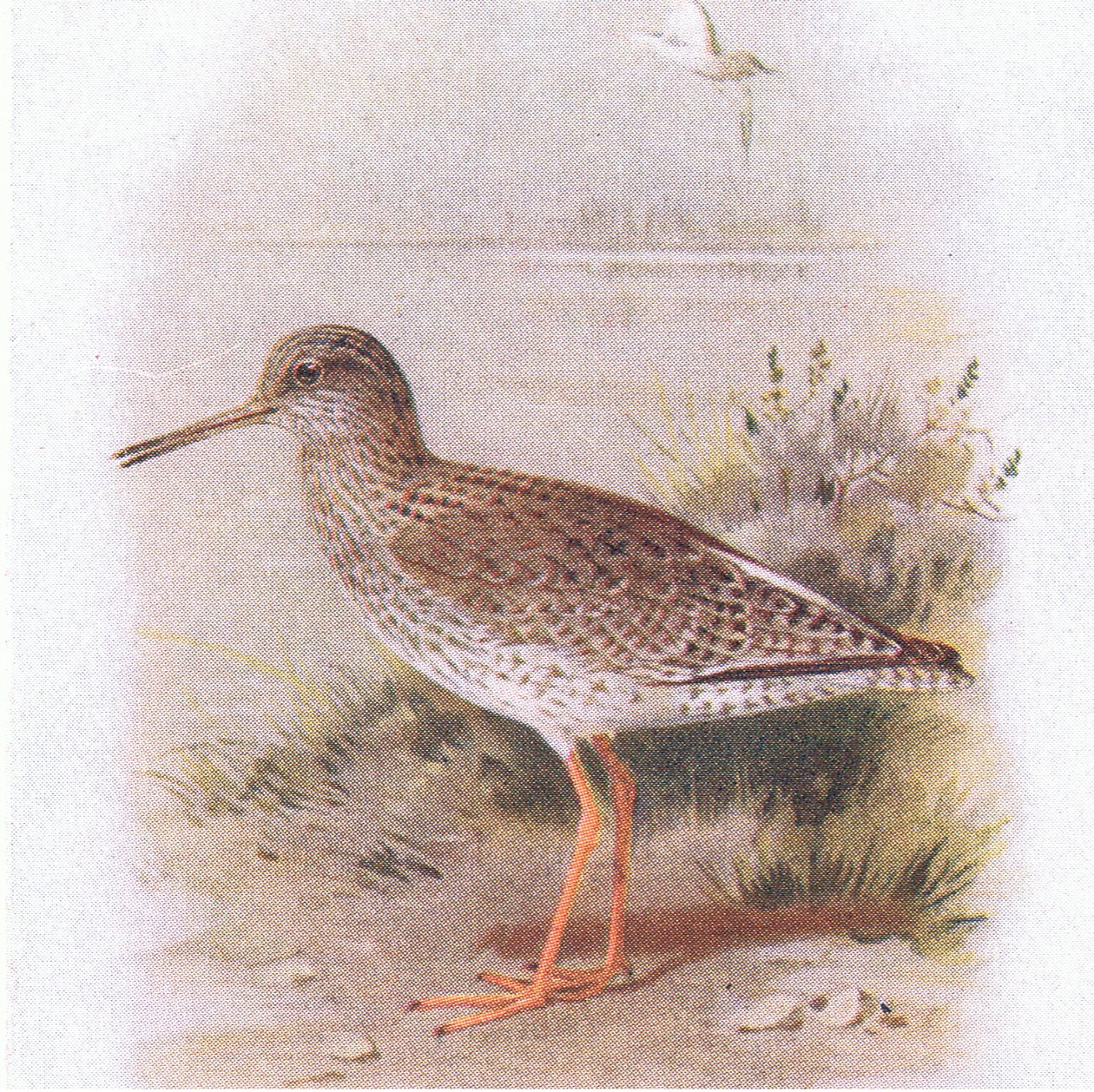 Redshank, a Birds of the British Isles and Their Eggsből, a Frederick Warne & Co Ltd, 1958 alkotó: Archibald Thorburn