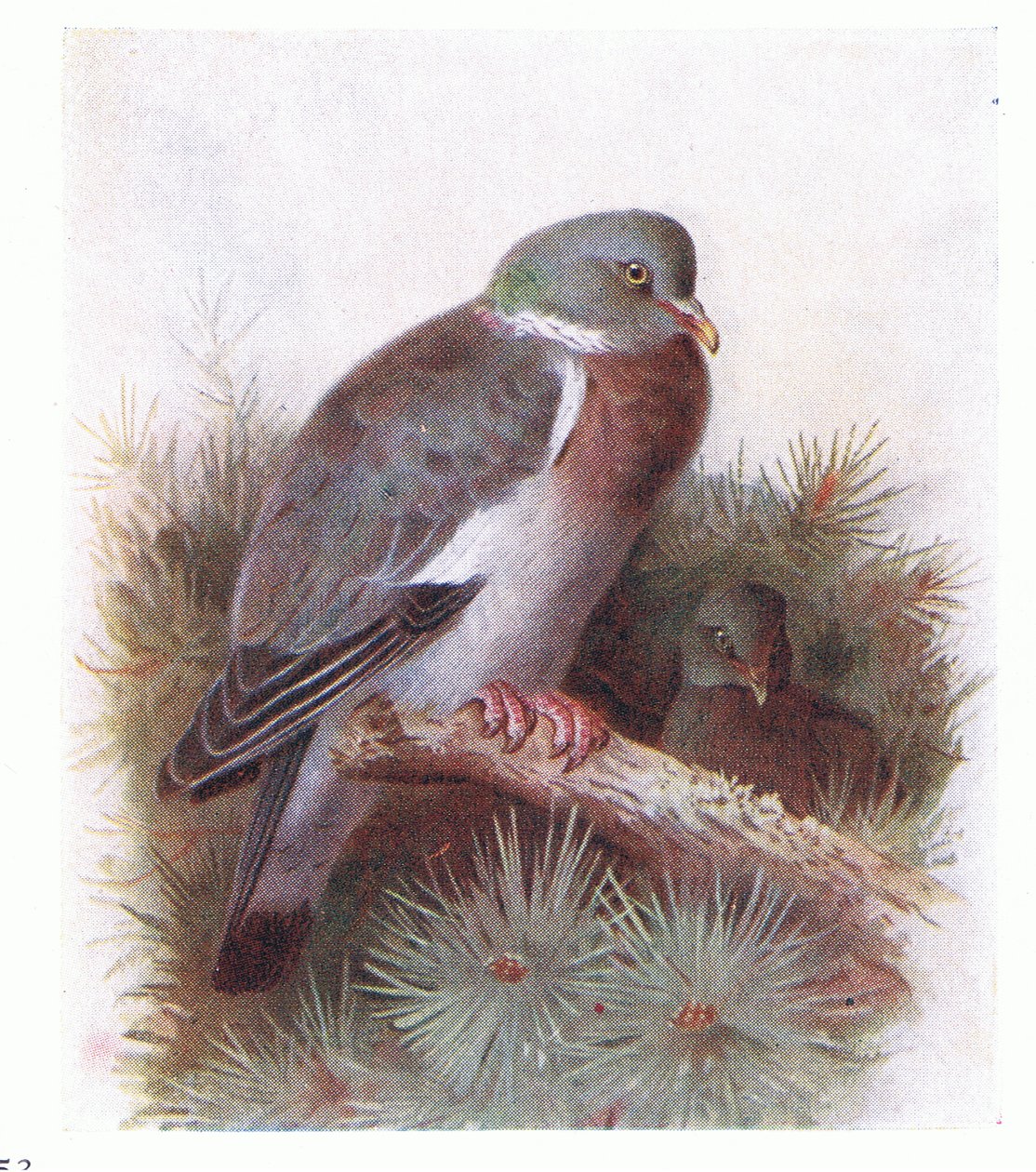 Ring Dove, a Brit-szigetek madaraiból és tojásaikból, a Frederick Warne & Co Ltd, 1958 alkotó: Archibald Thorburn