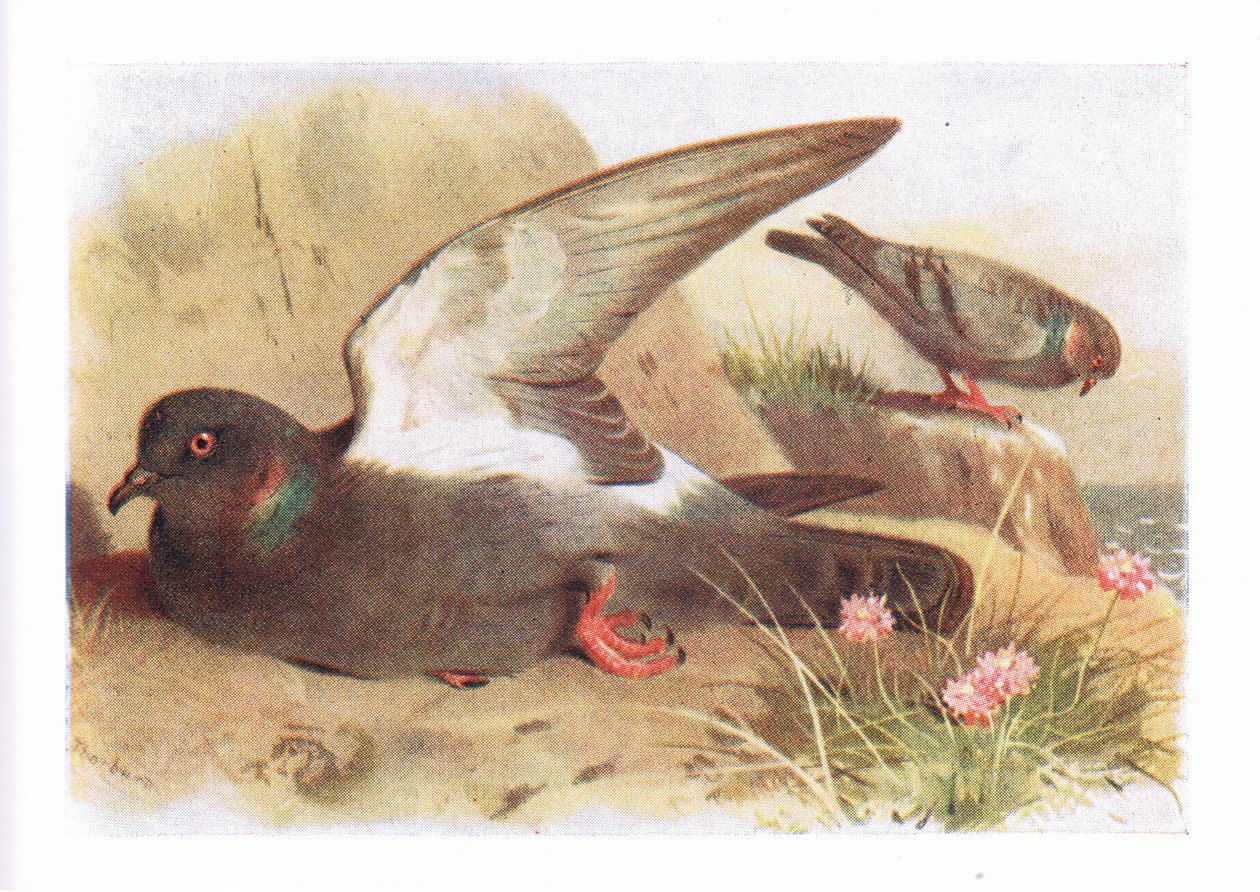Rock Dove, a Brit-szigetek madaraiból és tojásaikból, a Frederick Warne & Co Ltd, 1958 alkotó: Archibald Thorburn