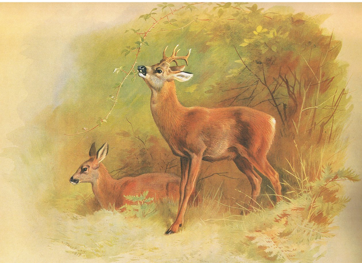 Roe Deer, from thorburns Mammals kiadó a Longmans and Co, c. 1920 alkotó: Archibald Thorburn