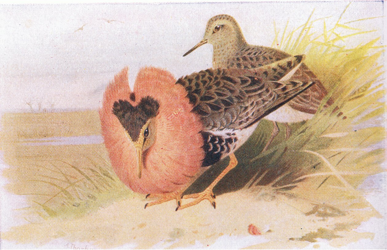 Ruffs and Reeves, a Birds of the British Isles and Their Eggsből, Frederick Warne & Co Ltd, 1958 alkotó: Archibald Thorburn