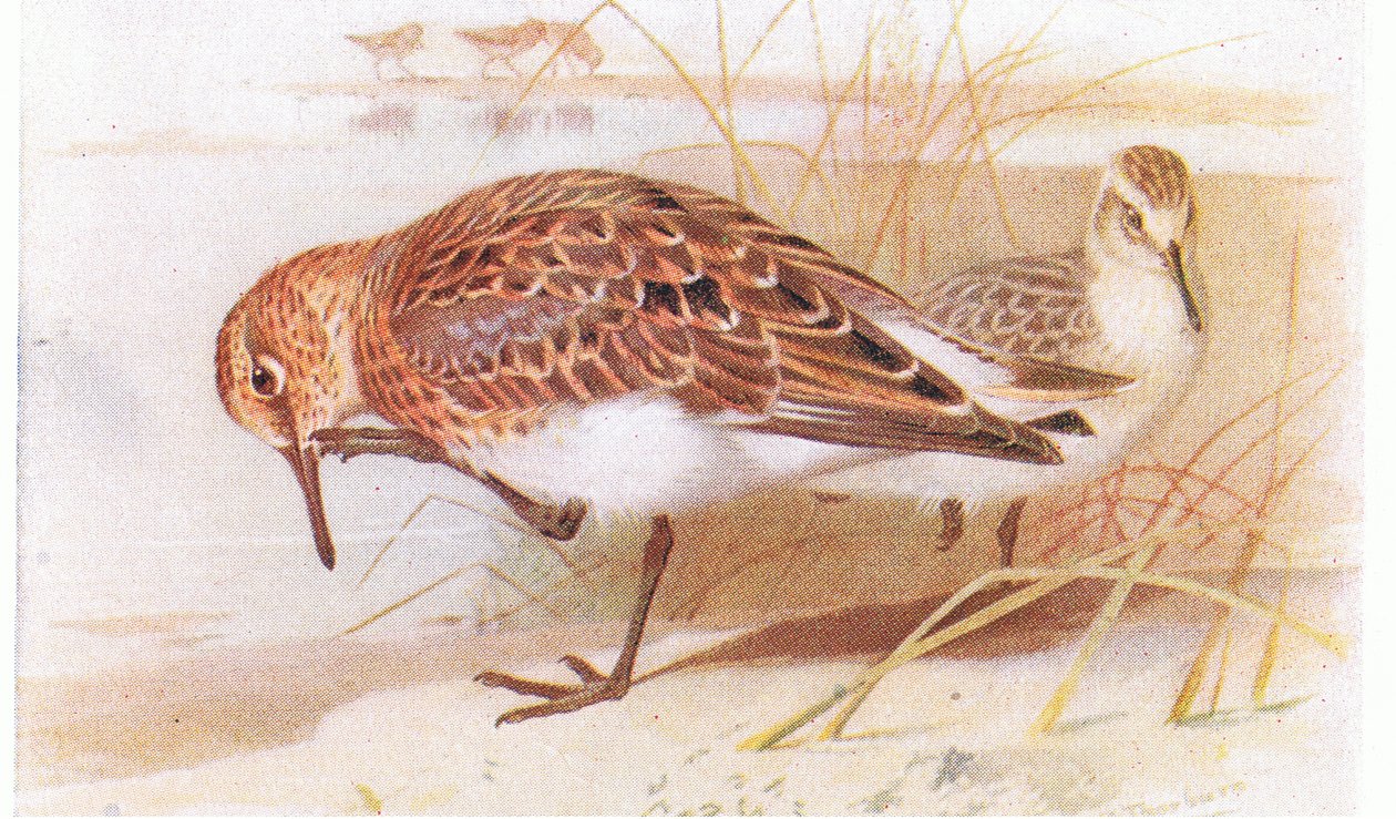 Sanderling, a Brit-szigetek madarai és tojásaiból, a Frederick Warne & Co Ltd, 1958 alkotó: Archibald Thorburn