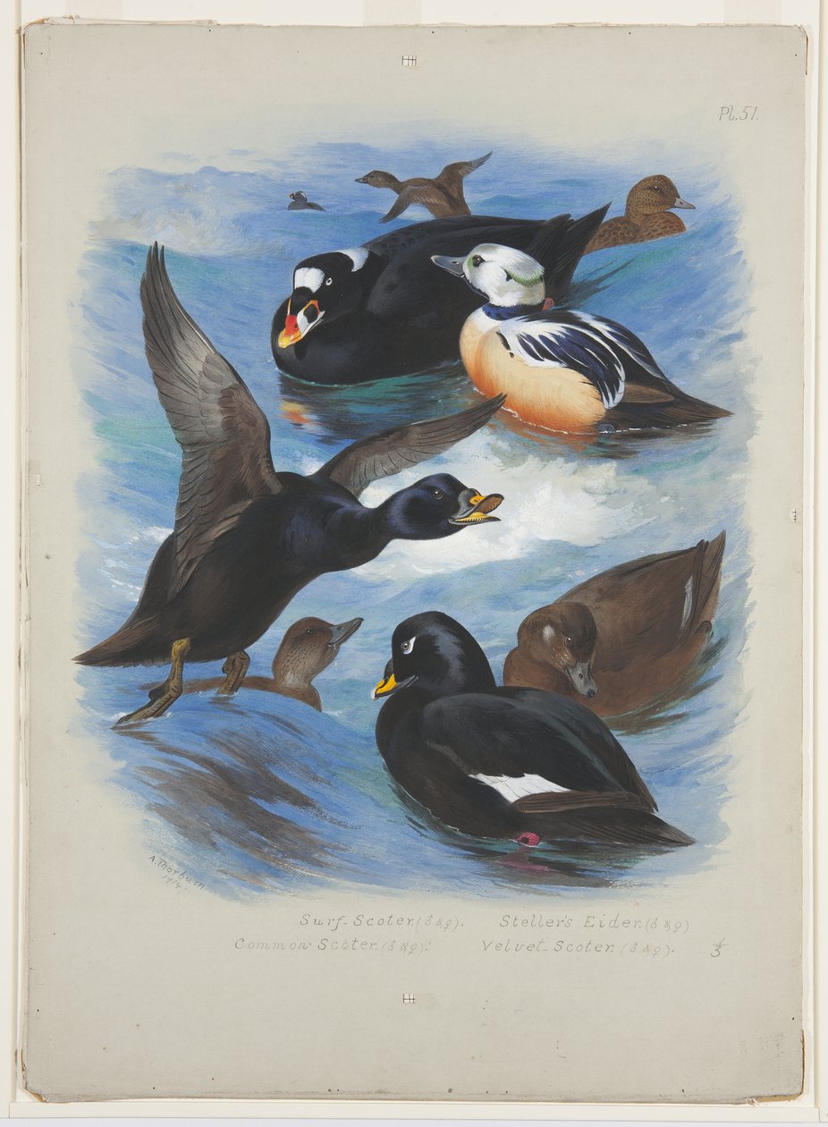 Scoters and stellers eider, 1915 körül (akvarell és testfesték ceruzával, papíron) alkotó: Archibald Thorburn