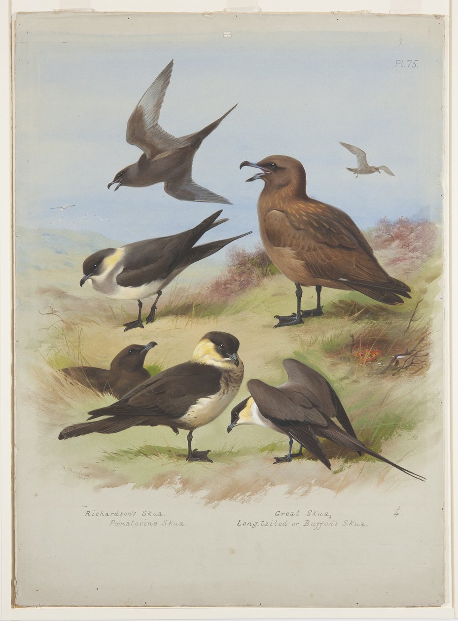 Skuas, 1915 körül (akvarell és testfesték ceruzával, papíron) alkotó: Archibald Thorburn