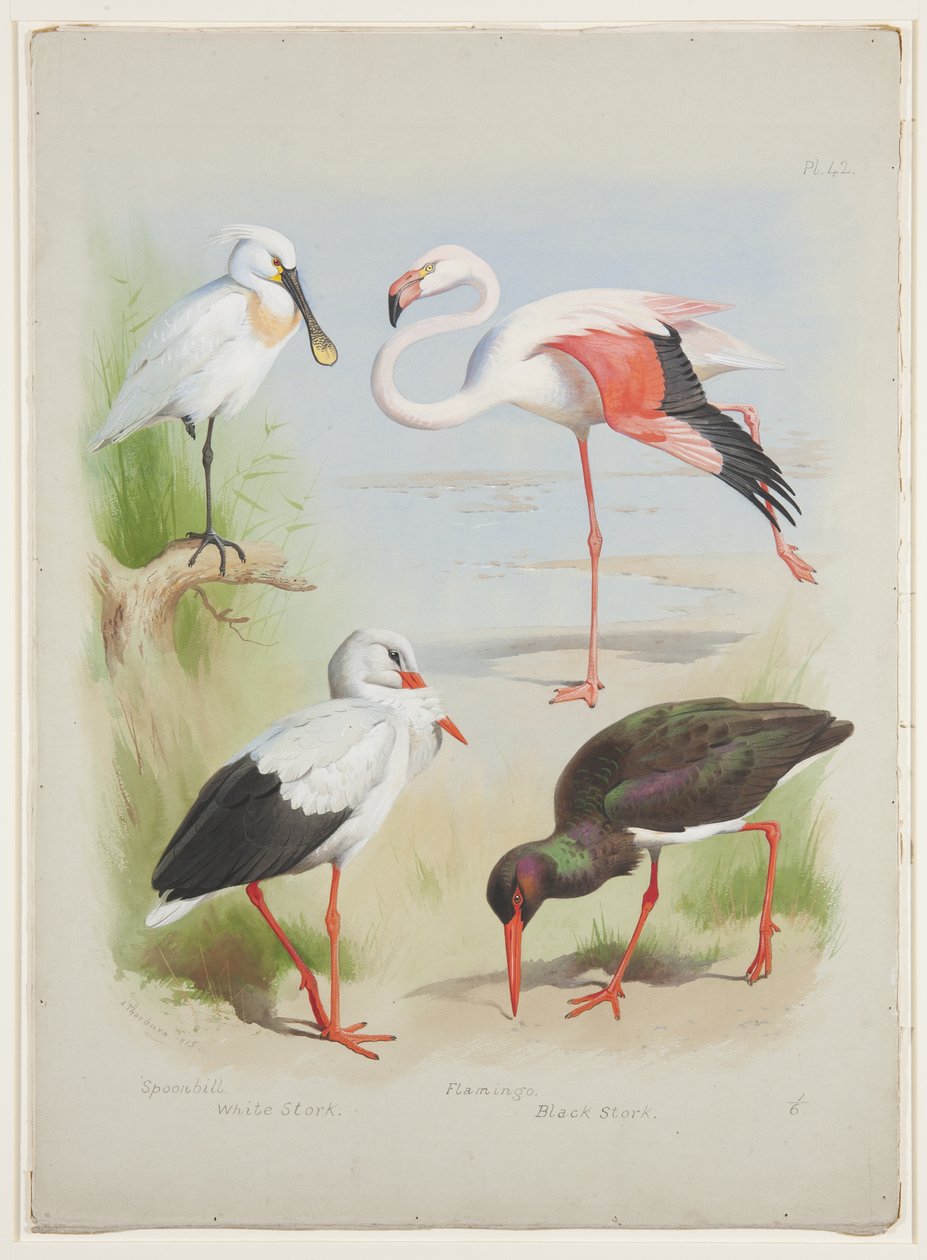 Kanálcsőrű, flamingó és gólya, 1915 körül (akvarell és testfesték ceruzával, papíron) alkotó: Archibald Thorburn