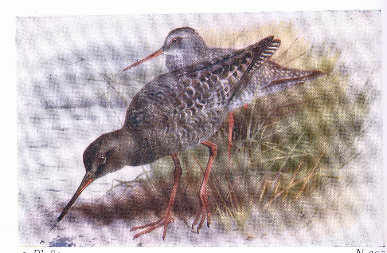 Spotted Redshank, a Frederick Warne & Co Ltd. által kiadott Birds of the British Isles and Their Eggsből, 1958 alkotó: Archibald Thorburn