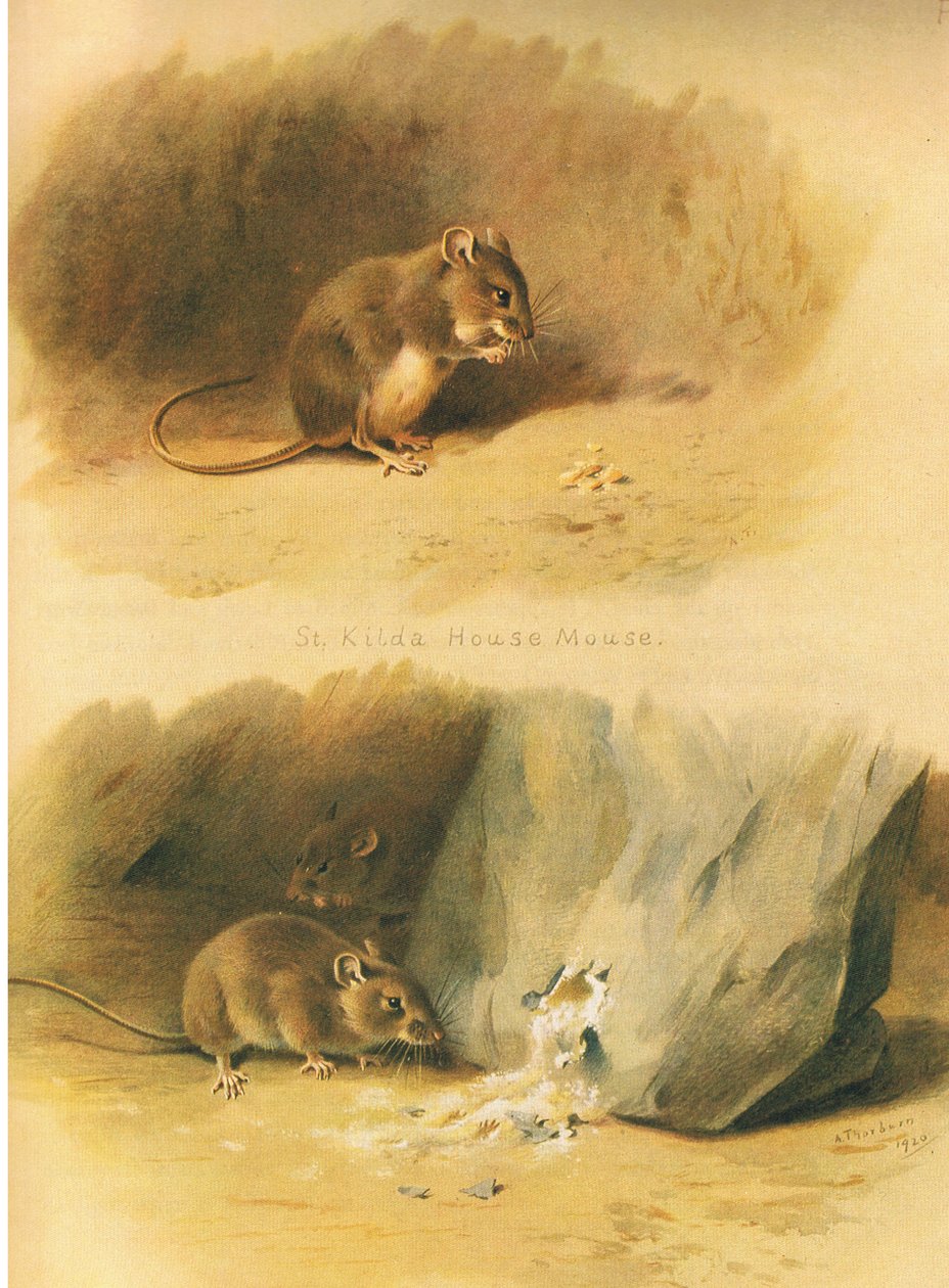 St Kilda háziegér és közönséges egér, a Thorburns Mammalsból, a Longmans and Co. kiadásában, c. 1920 alkotó: Archibald Thorburn