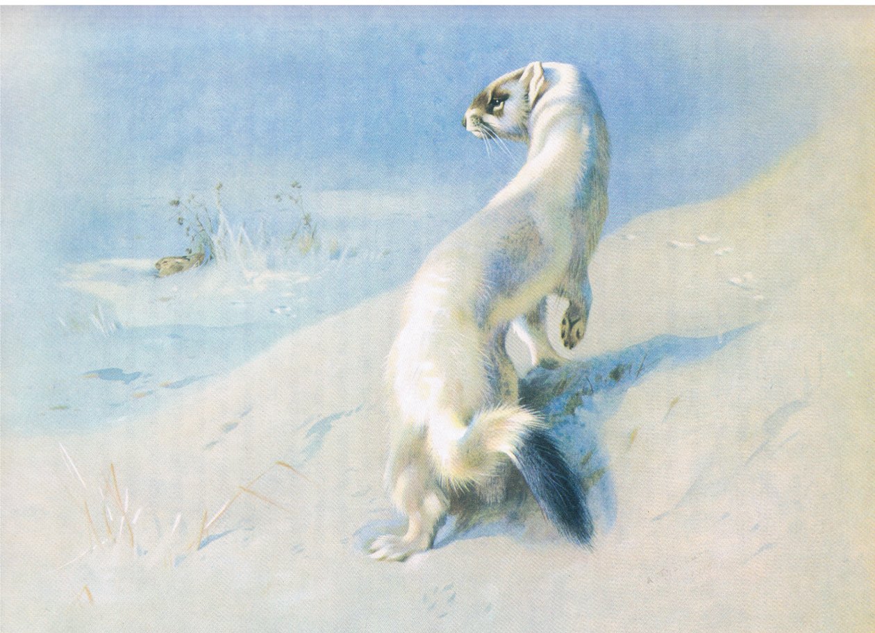 Hermelin alkotó: Archibald Thorburn