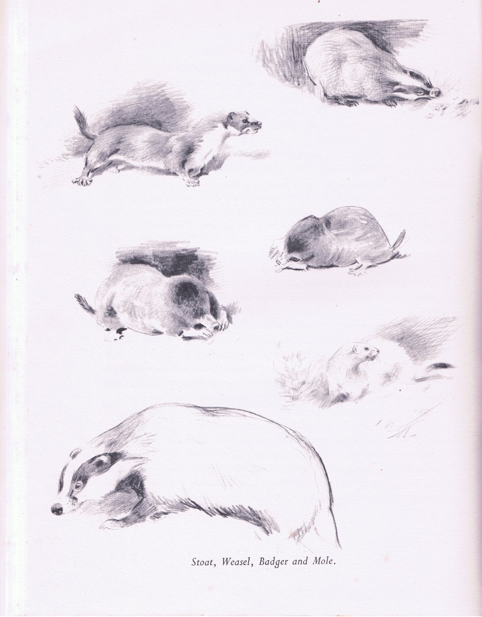 Stoat, menyét, borz és vakond, 1938 alkotó: Archibald Thorburn