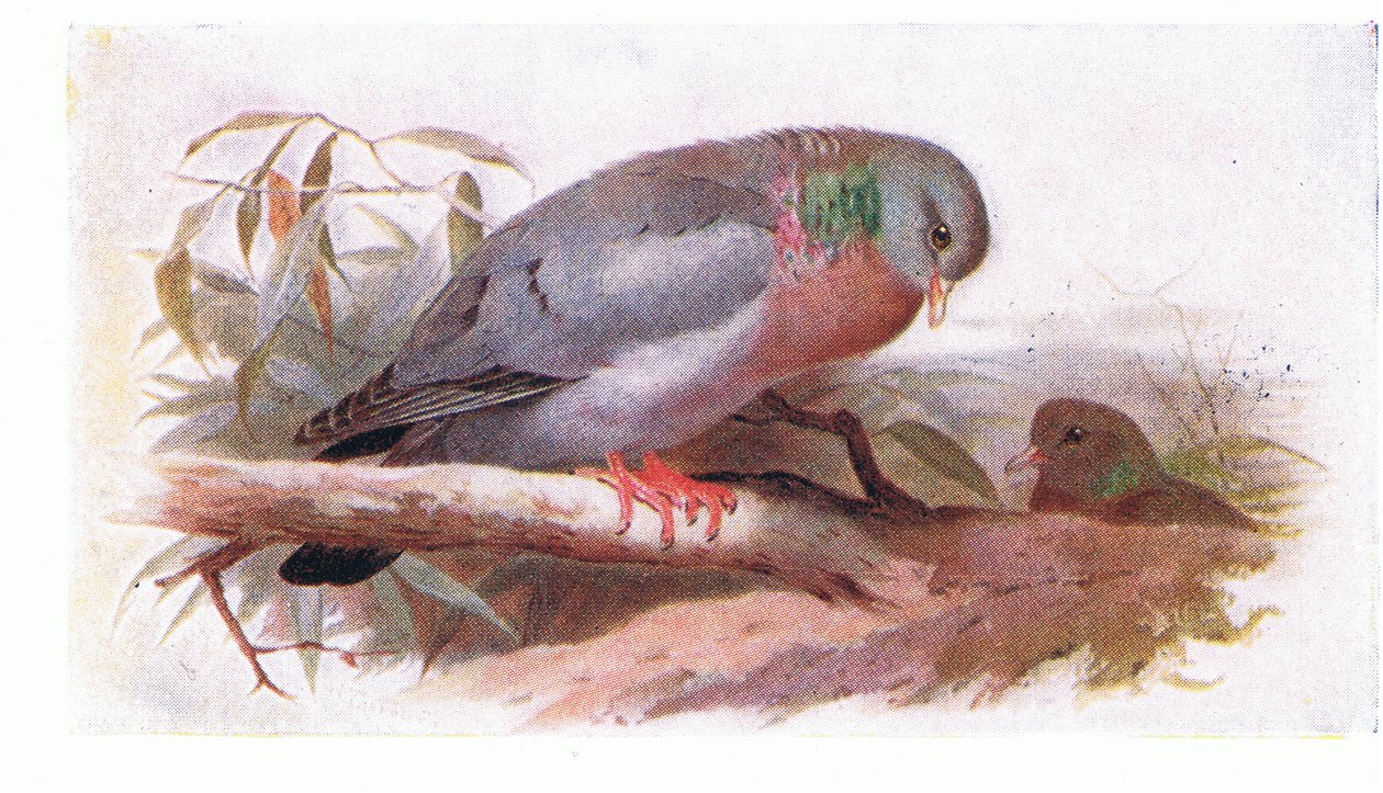 Stock Dove, a Brit-szigetek madaraiból és tojásaikból, a Frederick Warne & Co Ltd, 1958 alkotó: Archibald Thorburn