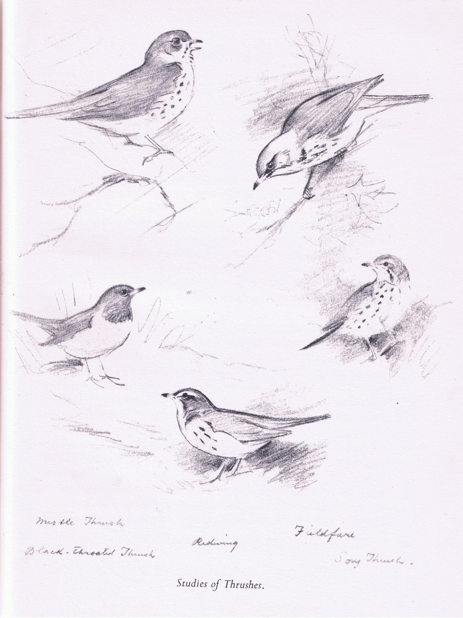 Rigótanulmány, 1938 alkotó: Archibald Thorburn