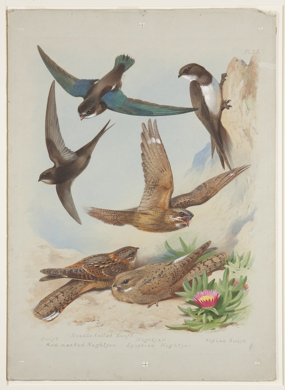 Swift, 1915 körül (akvarell és testfesték ceruzával, papíron) alkotó: Archibald Thorburn