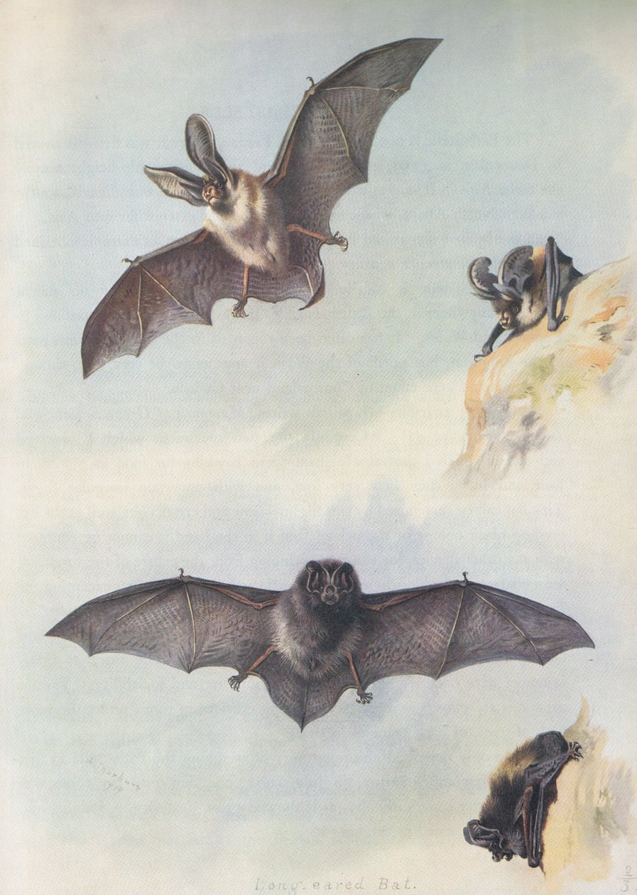 A Barbastelle alkotó: Archibald Thorburn
