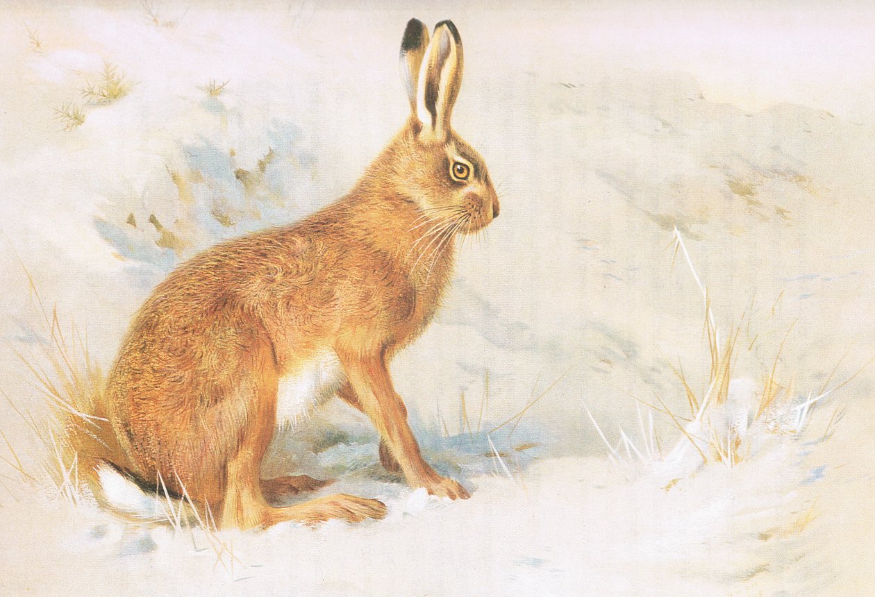 The Common Hare, a Thorburns Mammalsból, amelyet a Longmans and Co adott ki, c. 1920 alkotó: Archibald Thorburn