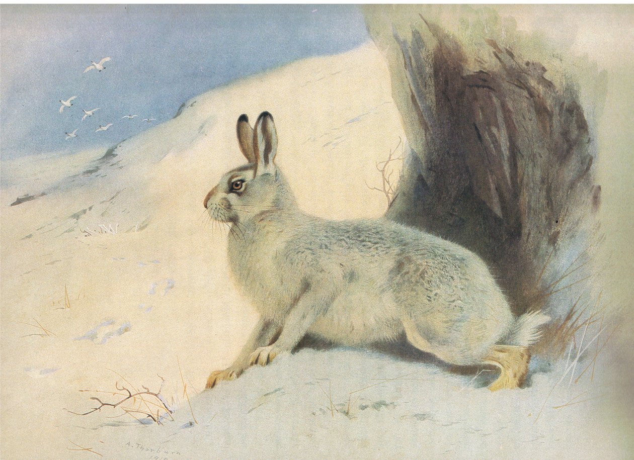 The Mountain Hare in winter, a Thorburns Mammalsból, amelyet a Longmans and Co adott ki, c. 1920 alkotó: Archibald Thorburn