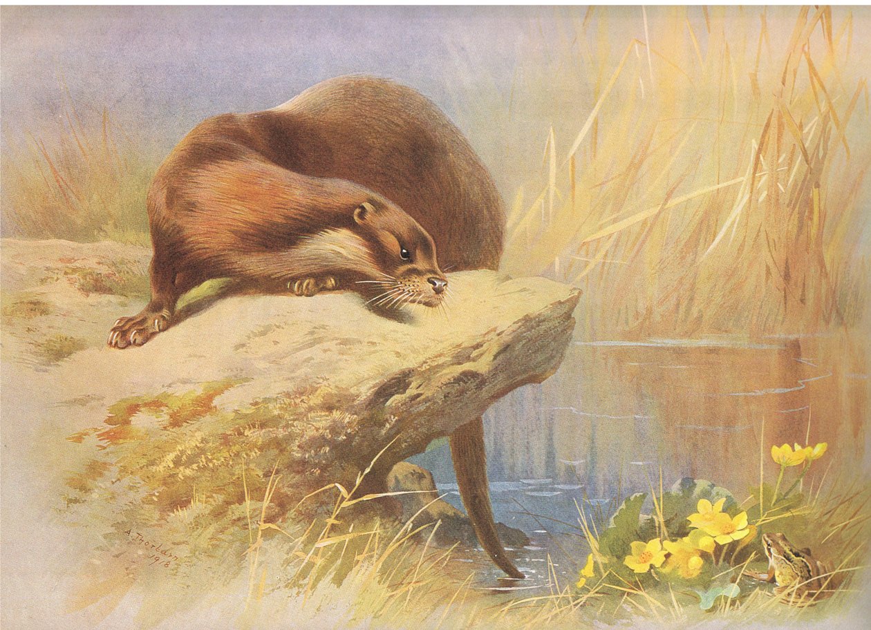 The Otter, Thorburn