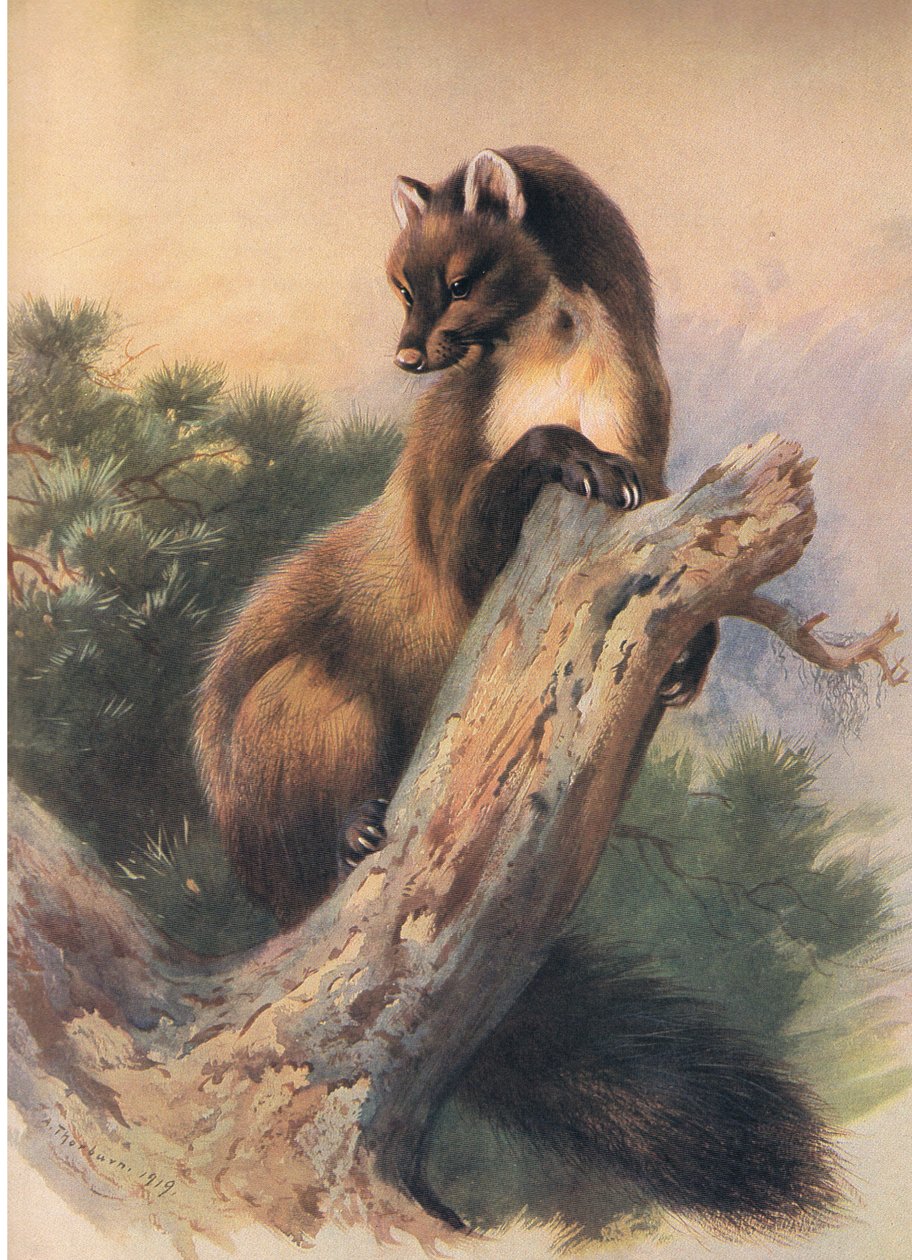 The Pine Marten, a Thorburns Mammalsból, amelyet a Longmans and Co adott ki, c. 1920 alkotó: Archibald Thorburn