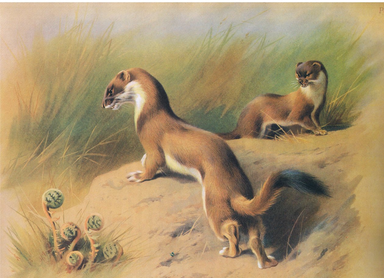 The Stoat, a Thorburns Mammalsból, amelyet a Longmans and Co adott ki, c. 1920 alkotó: Archibald Thorburn