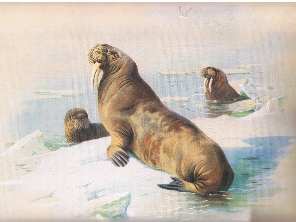 The Walrus, a Thorburns Mammalsból, amelyet a Longmans and Co adott ki, c. 1920 alkotó: Archibald Thorburn