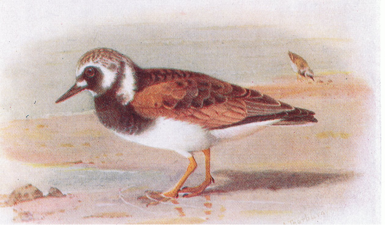 Turnstone, a Brit-szigetek madaraiból és tojásaikból, a Frederick Warne & Co Ltd, 1958 alkotó: Archibald Thorburn