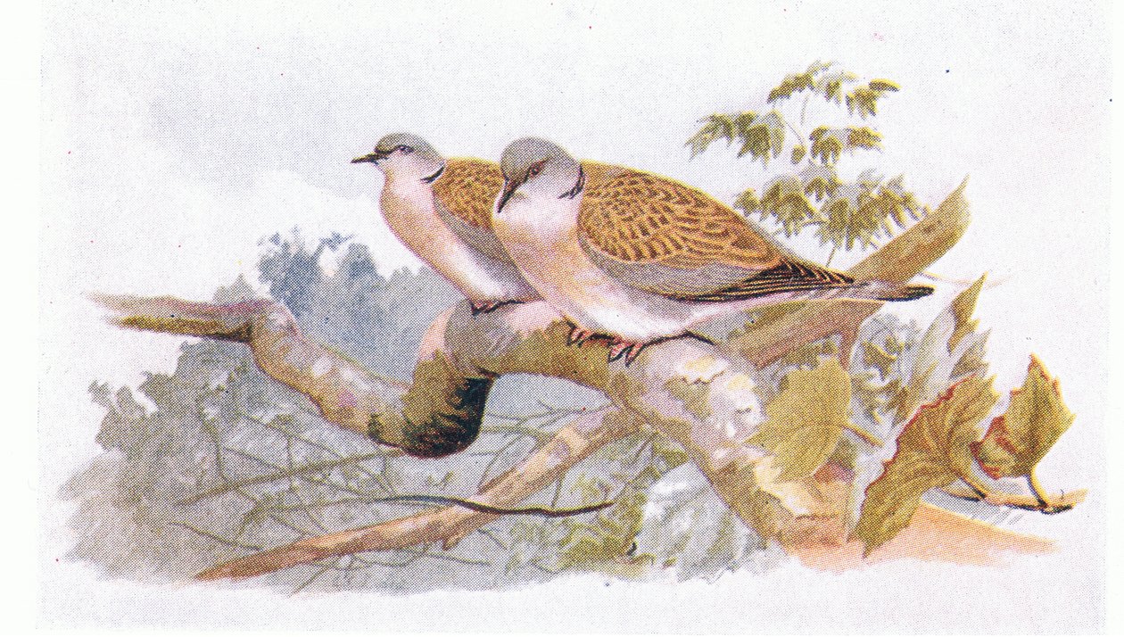 Turtle Dove, a Brit-szigetek madarai és tojásaiból, a Frederick Warne & Co Ltd, 1958 alkotó: Archibald Thorburn