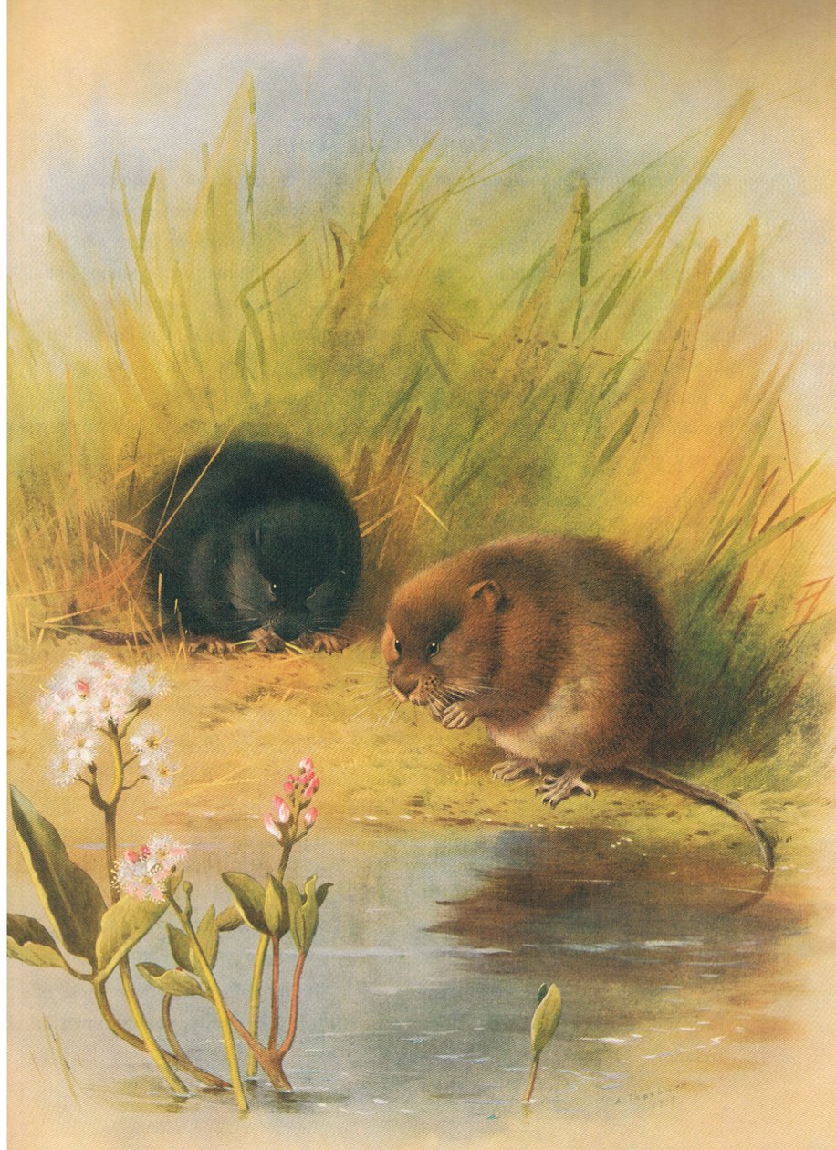 Vízi pocok, Thorburn