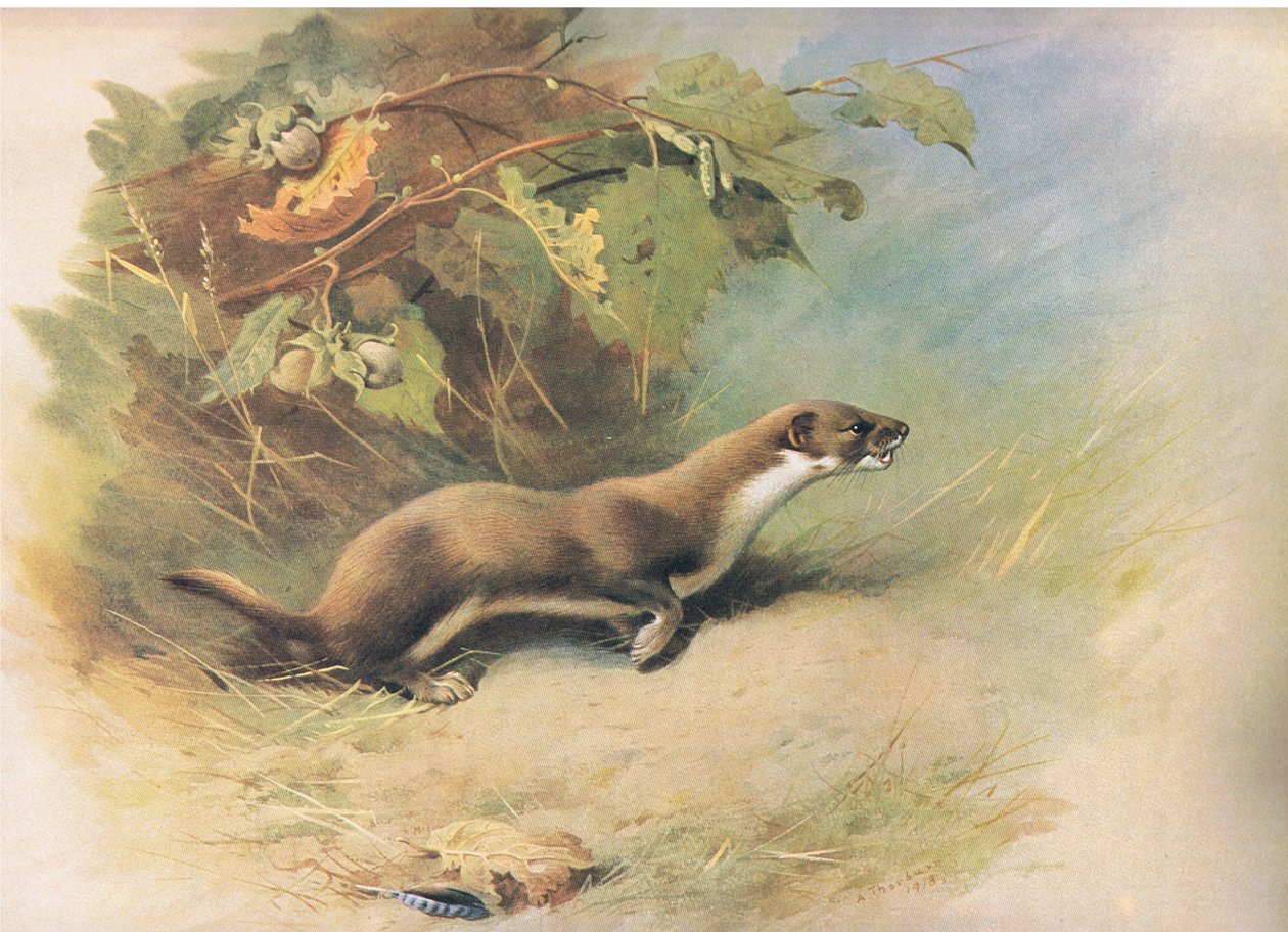 Menyét, a Thorburns Mammalsból, amelyet a Longmans and Co adott ki, c. 1920 alkotó: Archibald Thorburn