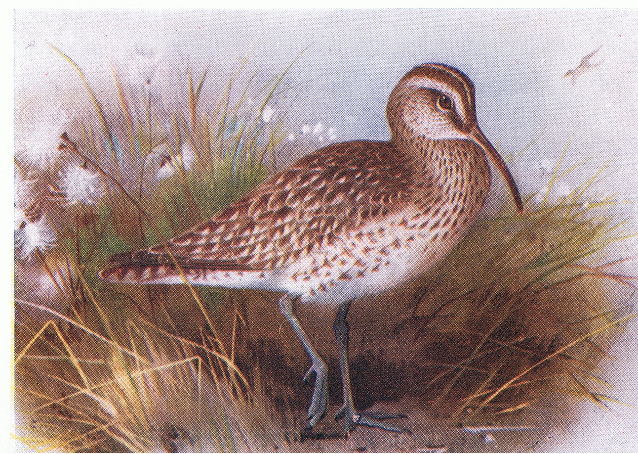 Whimbrel, a Brit-szigetek madarai és tojásaiból, a Frederick Warne & Co Ltd, 1958 alkotó: Archibald Thorburn