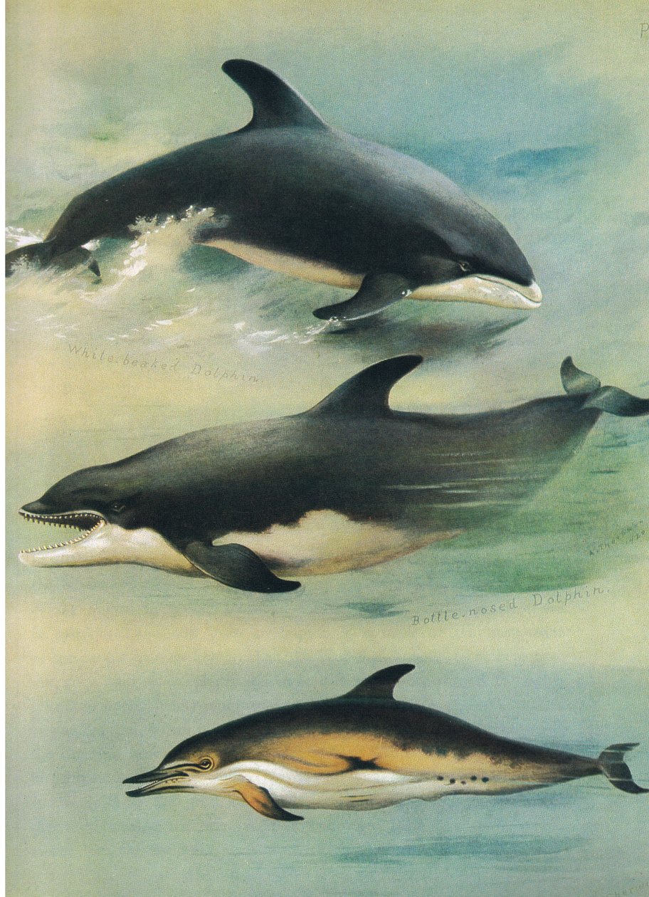 Fehércsőrű delfin, palackorrú delfin és közönséges delfin, a Thorburn