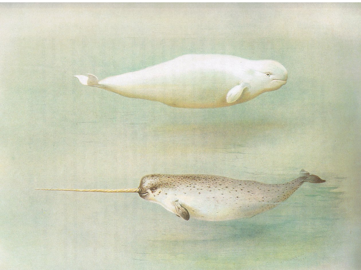 White Whale and Narwhal, a Thorburns Mammalsból, amelyet a Longmans and Co adott ki, c. 1920 alkotó: Archibald Thorburn