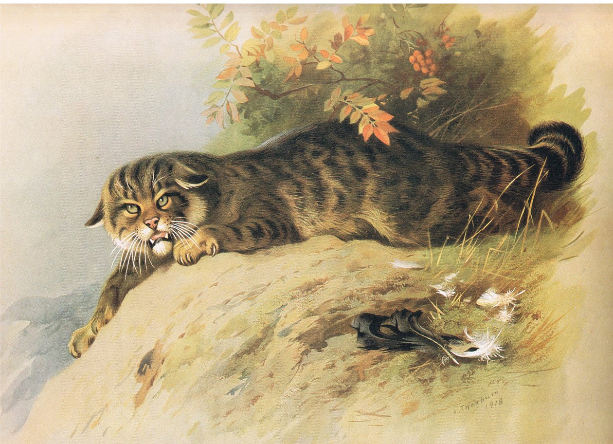 Vadmacska, a Thorburns Mammalsból, a Longmans and Co. kiadásában, c. 1920 alkotó: Archibald Thorburn