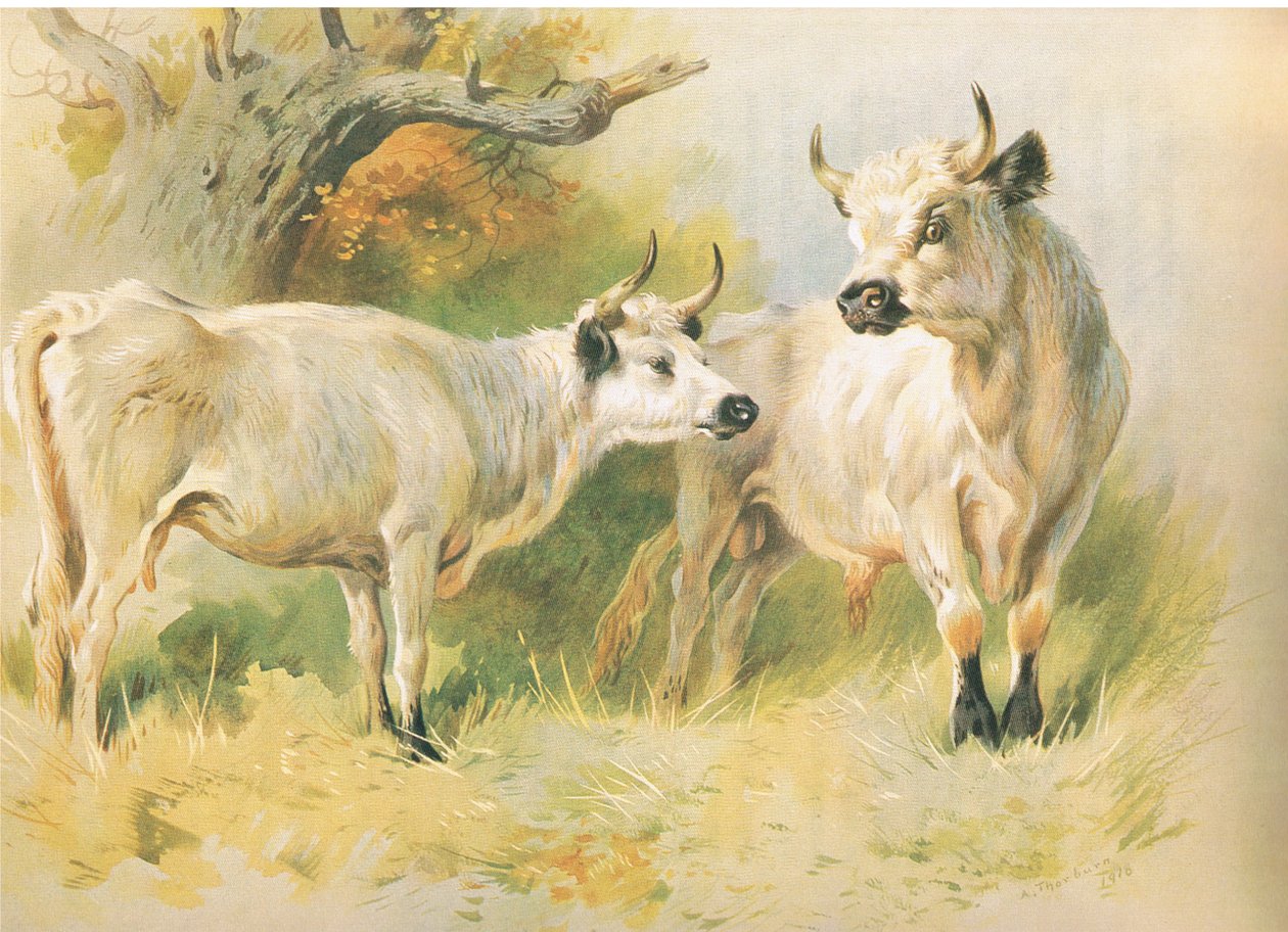 Vadmarha alkotó: Archibald Thorburn