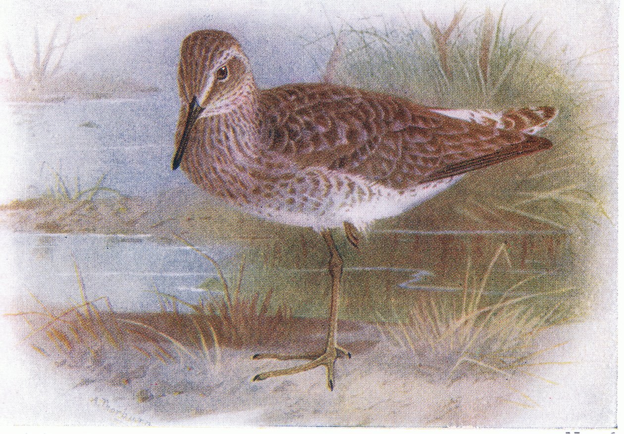 Wood Sandpiper, a Brit-szigetek madaraiból és tojásaikból, kiadó: Frederick Warne & Co Ltd, 1958 alkotó: Archibald Thorburn
